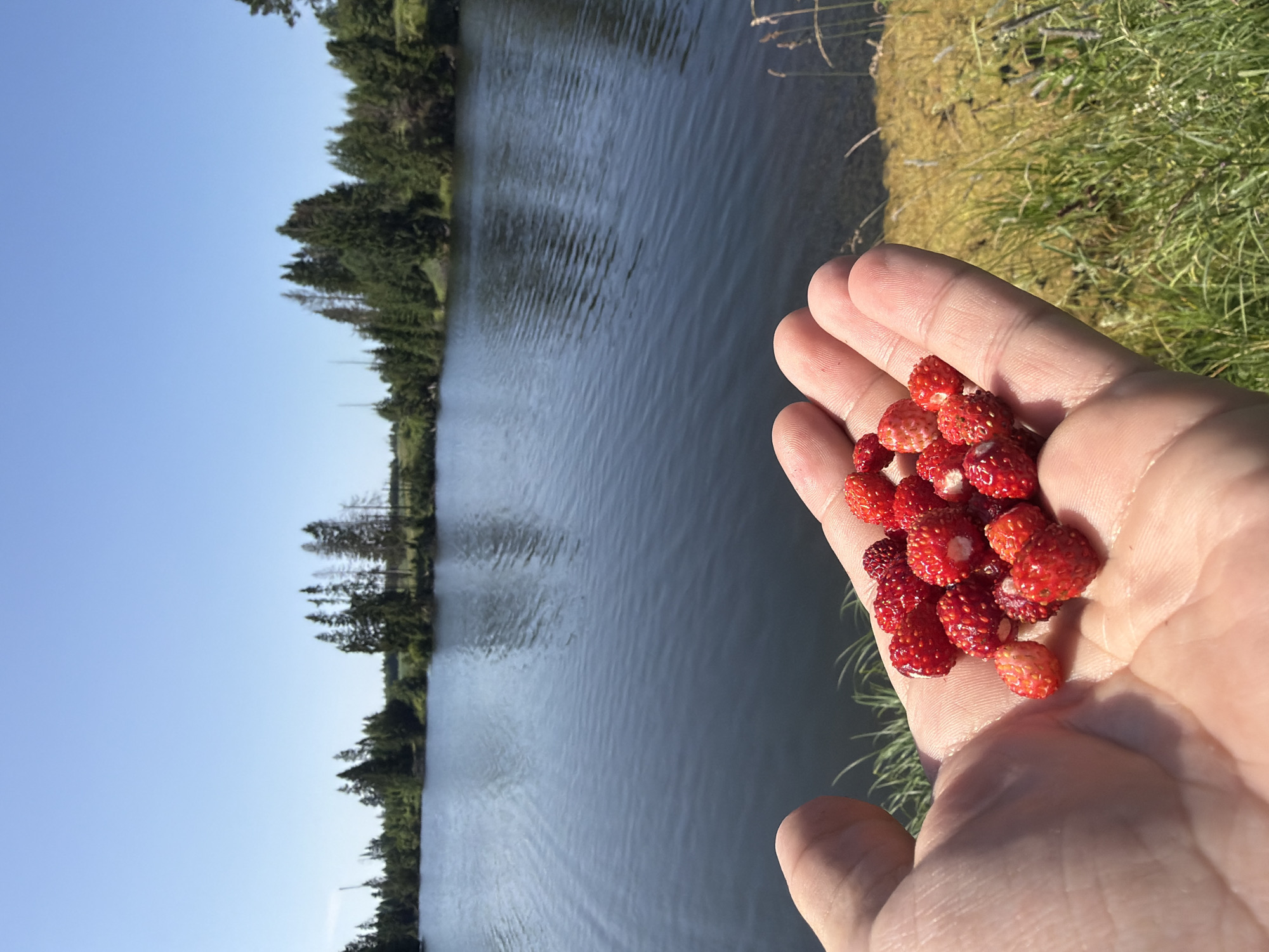 Wild strawberries and blue butterflies on a Russian summer morning