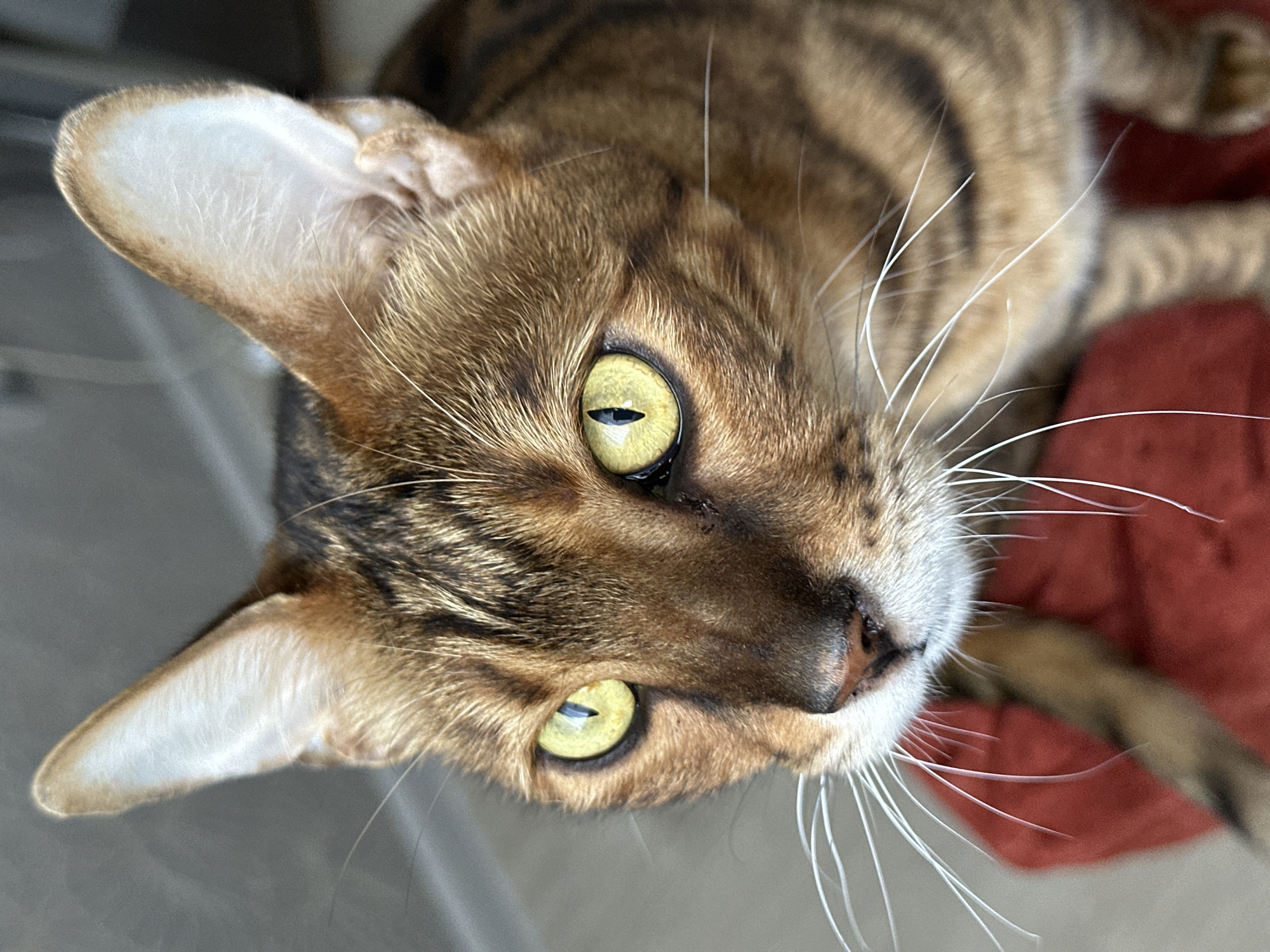 Bengal cats at home in Gornyi Erik, Russia