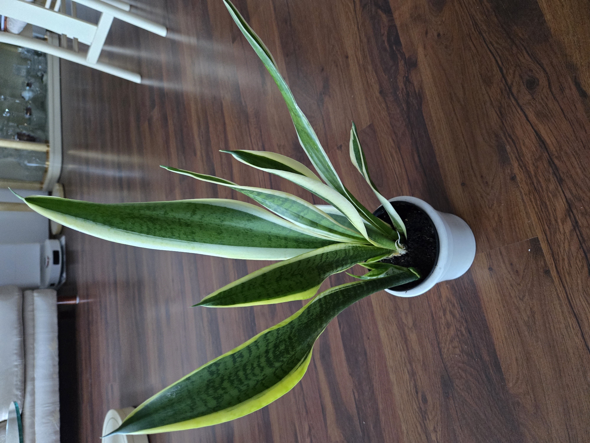 Houseplants around a Brno home