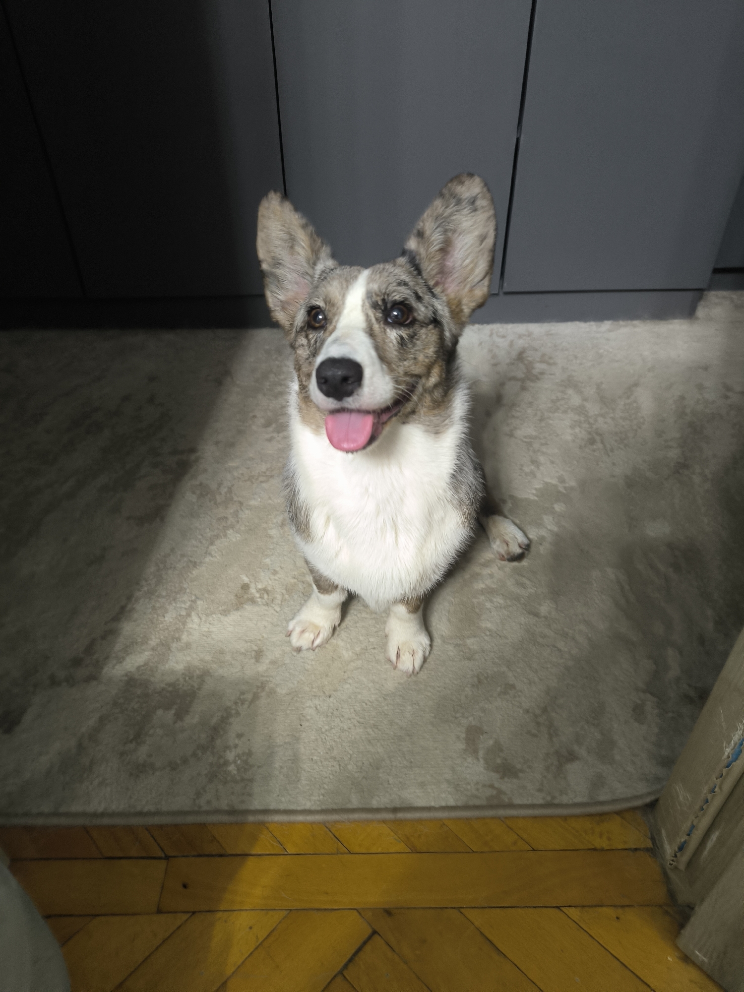 Merle Corgi puppy with heterochromia photographed at home in Korolyov