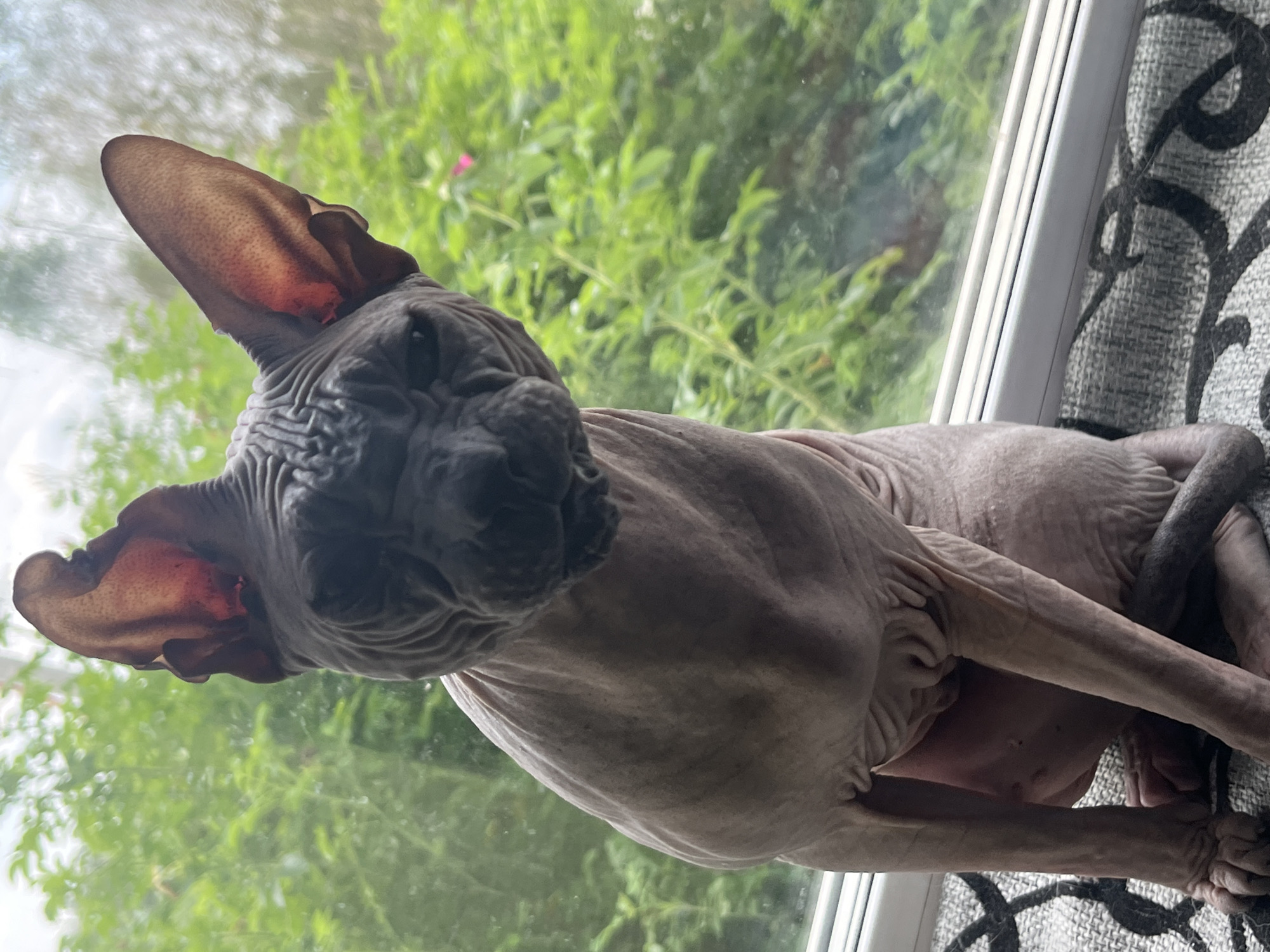 Dogs, a sphynx cat, and cockroaches in a Nizhny Tagil home
