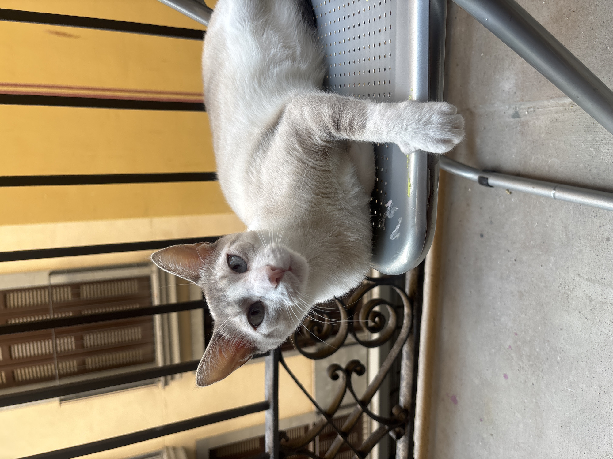 Cat fully owns a balcony chair in Barcelona