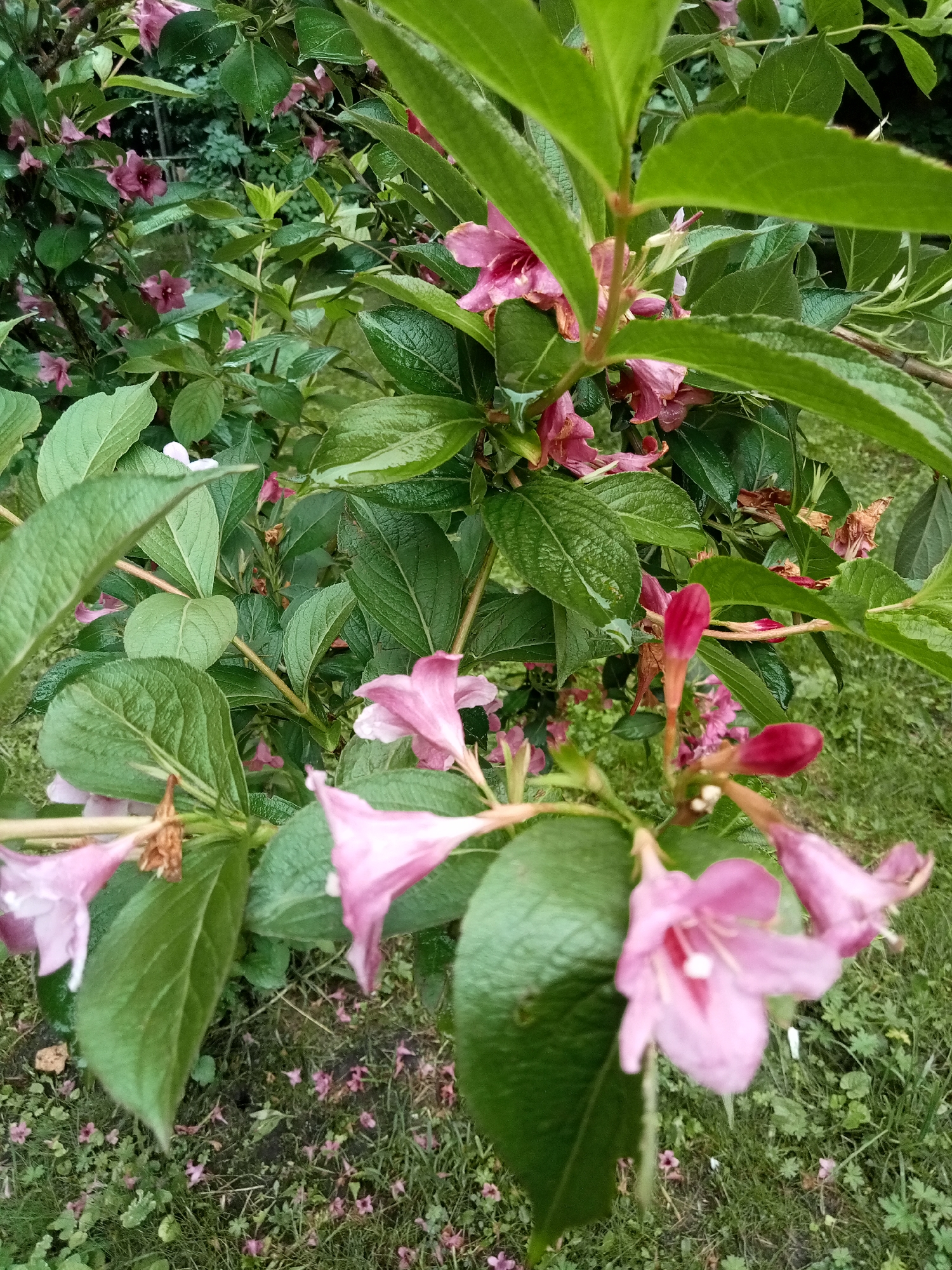 Garden botanical survey documents flowering plants and urban nature scenes