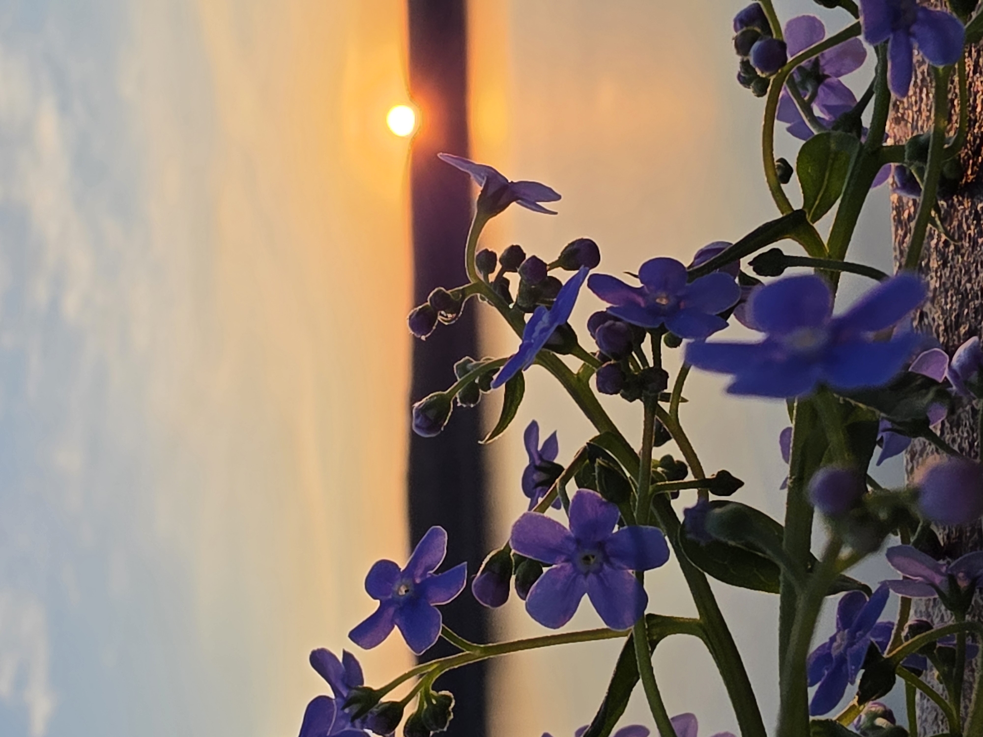 Sunset scenes with flowers, bicycle documented in Chaikovsky, Russia