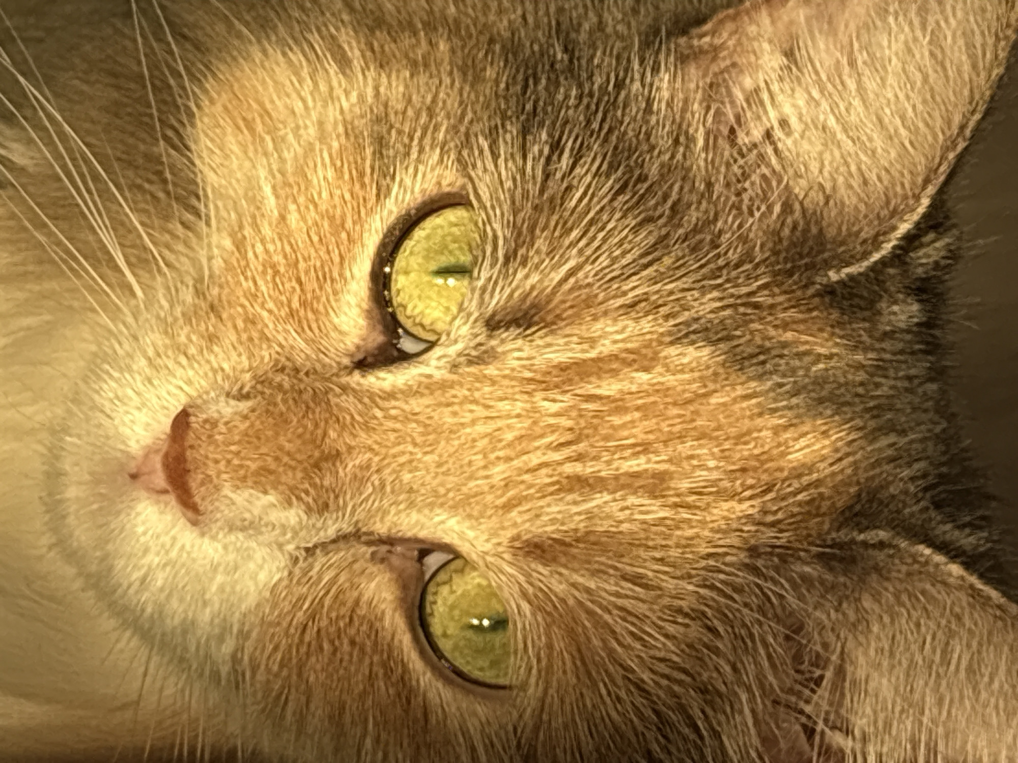 Calico cat, rings, flowers, and textures from one afternoon