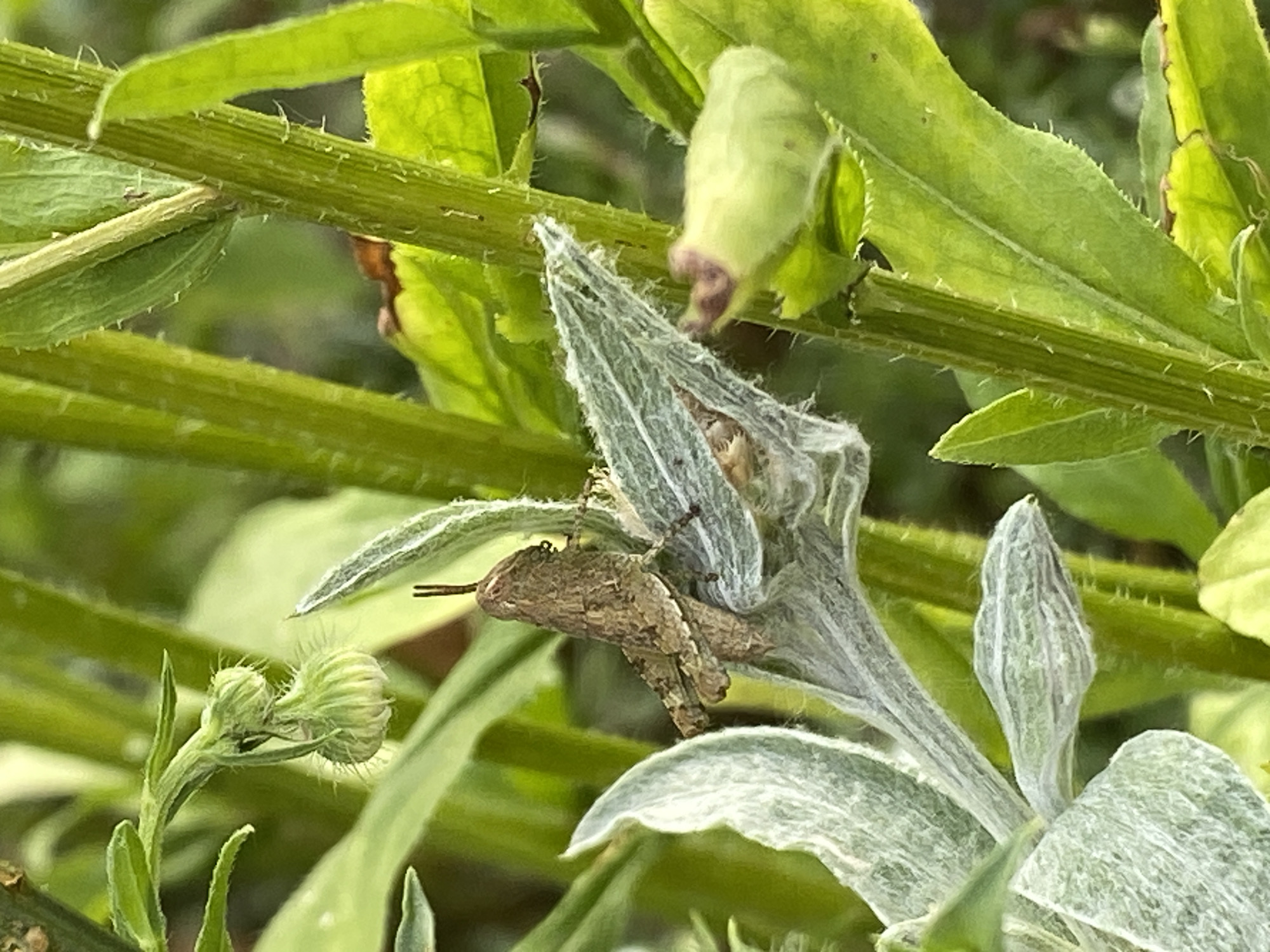 Backyard nature and animals on a summer afternoon in Barajevo