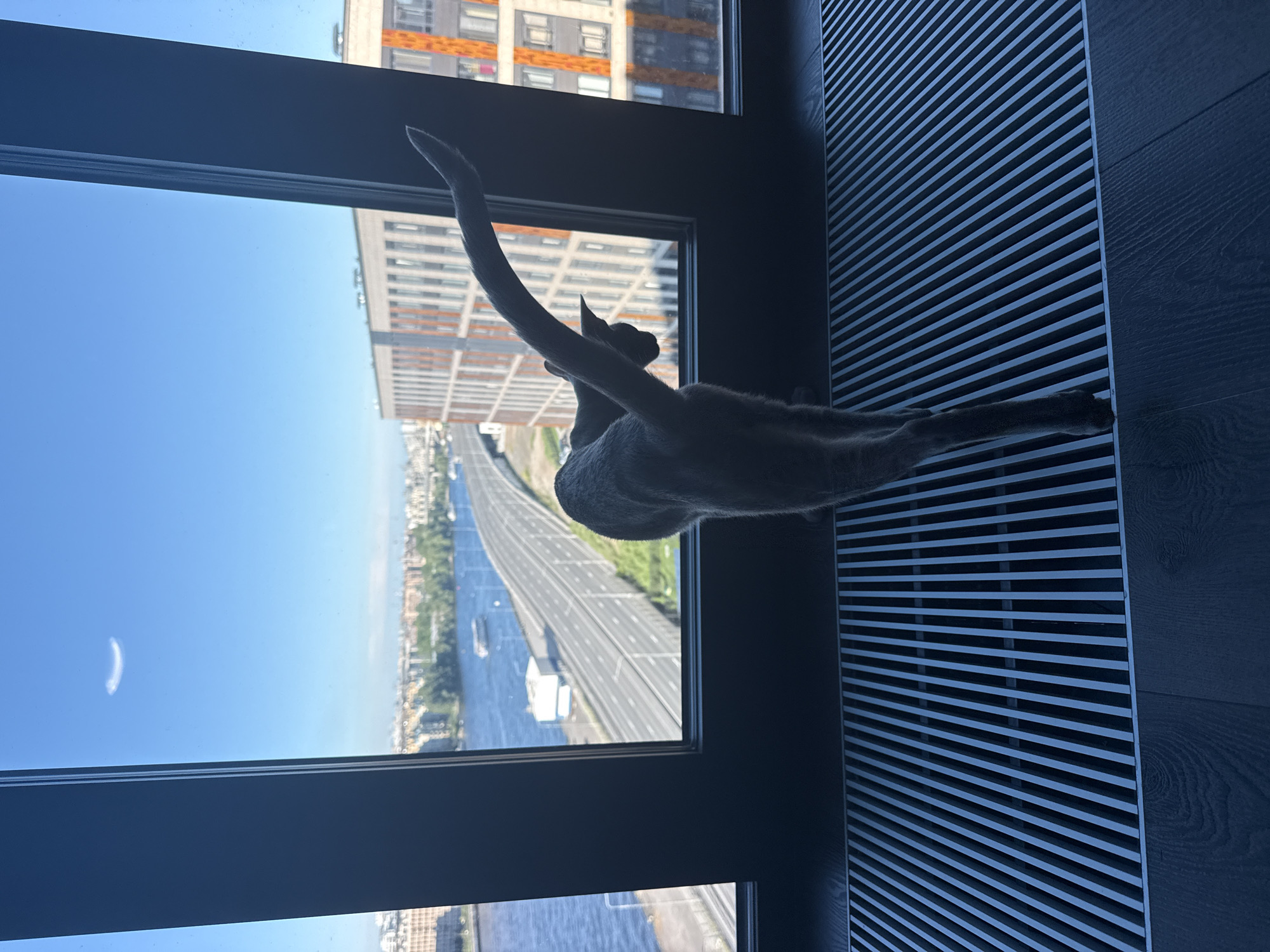Cats spend quiet afternoon in Saint Petersburg apartment