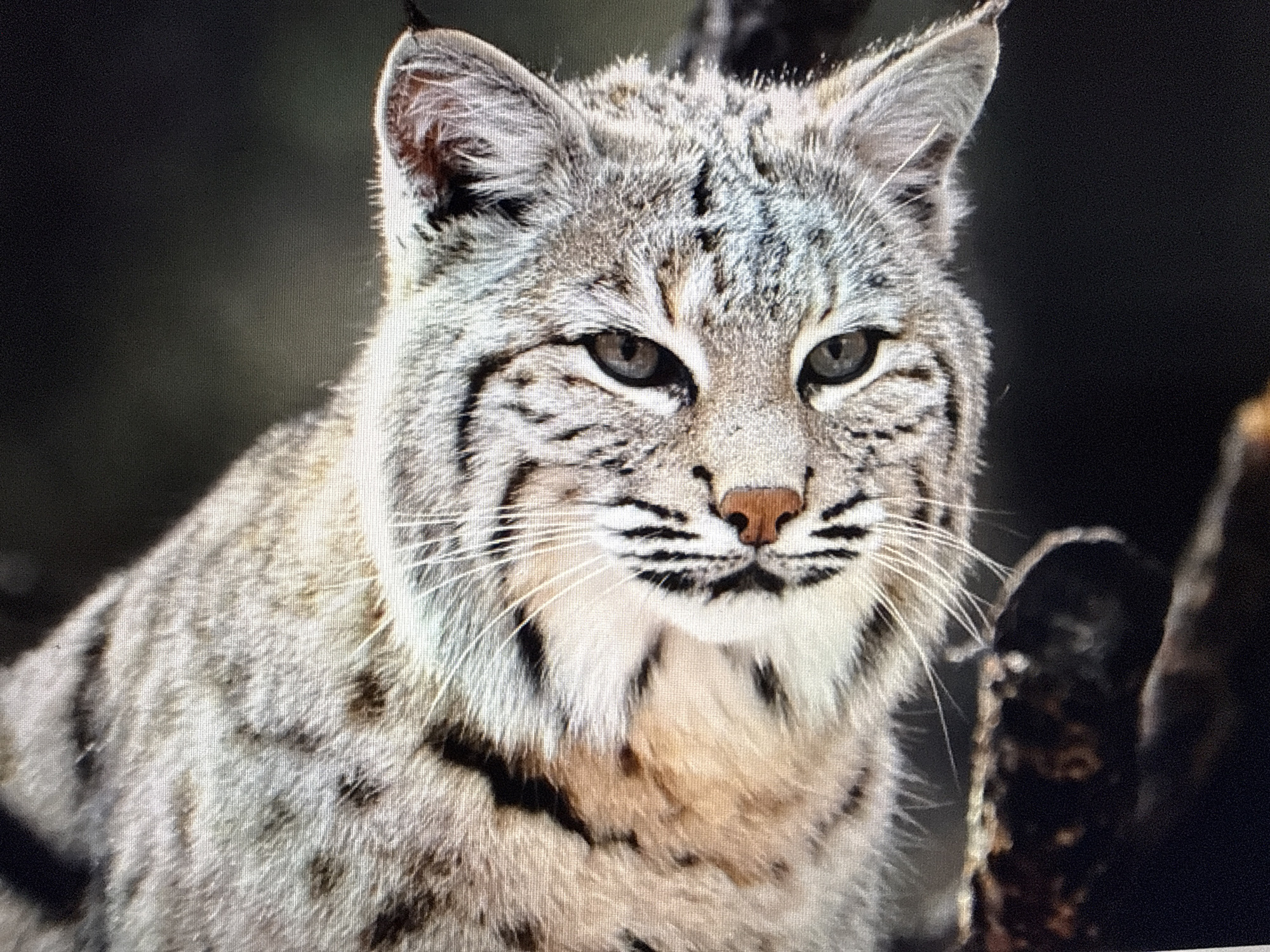 Bobcat close-up showing spotted fur and pointed ears