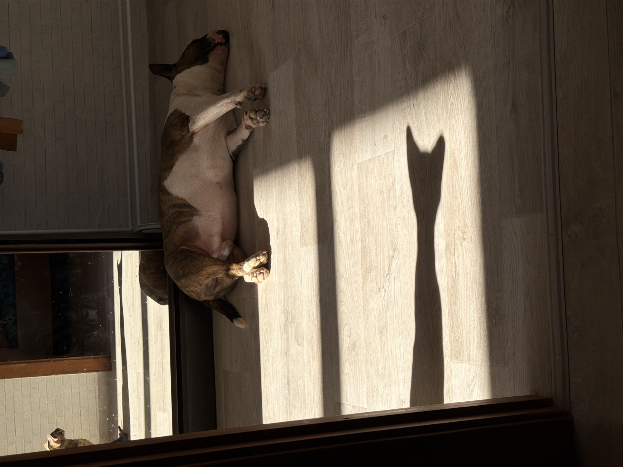 Quiet morning moments with pets captured in Chaikovsky home