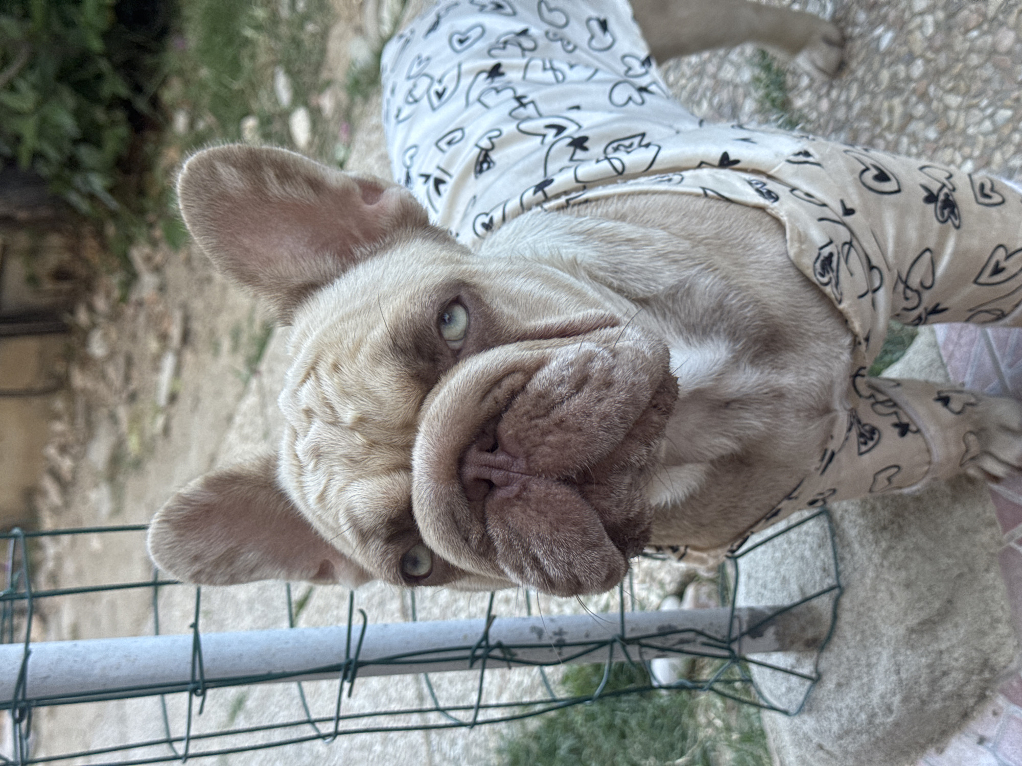 French Bulldogs lounging and exploring a backyard in San Benedetto del Tronto