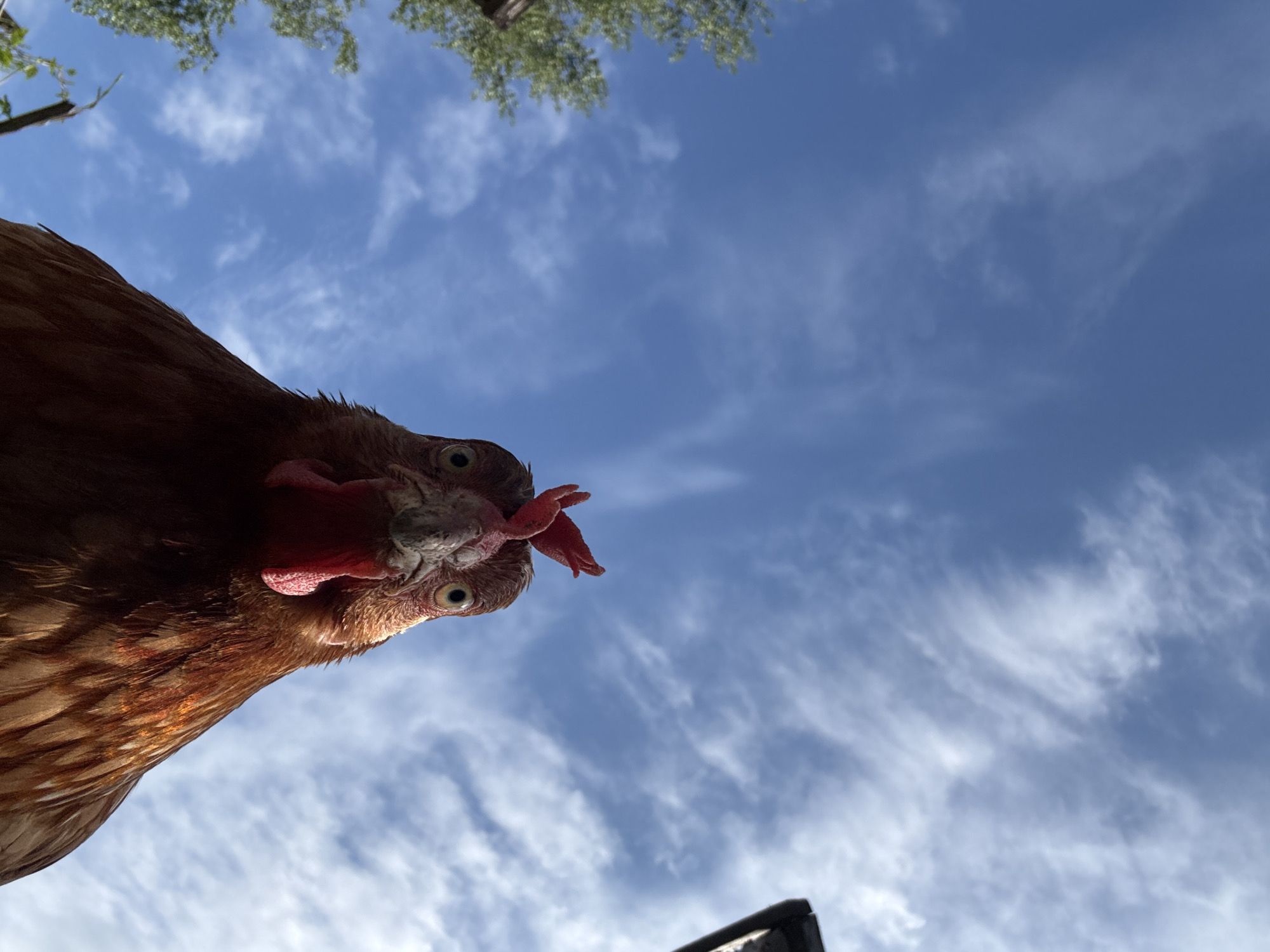 Chicken photographed close-up in Russian village