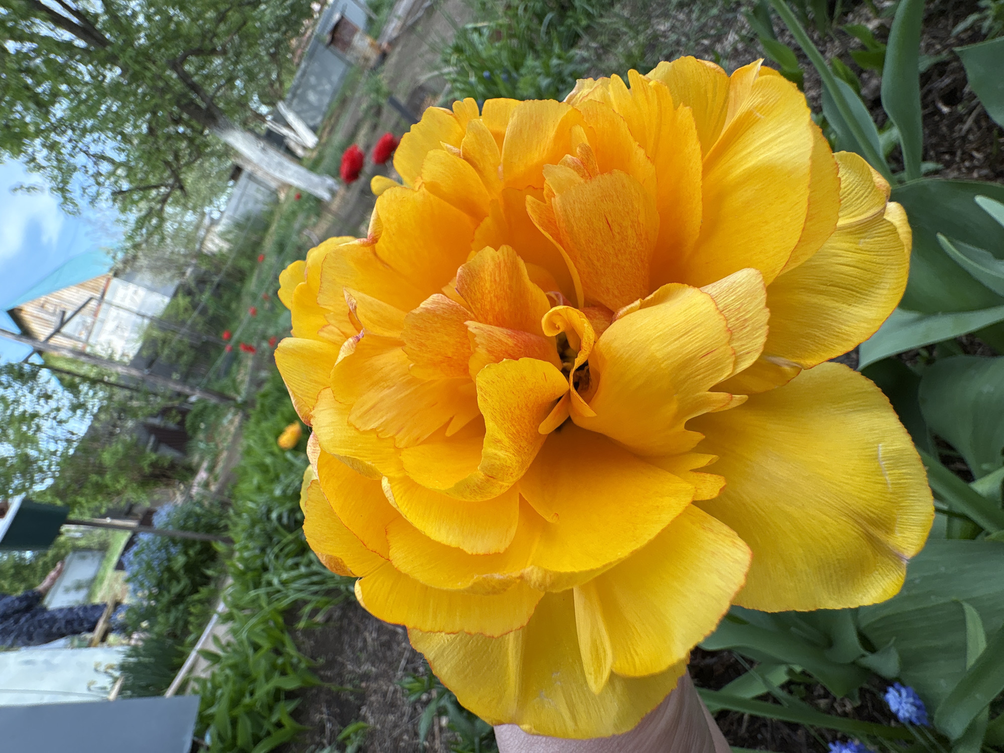 Spring flowers documented in bloom across Dubovaya gardens