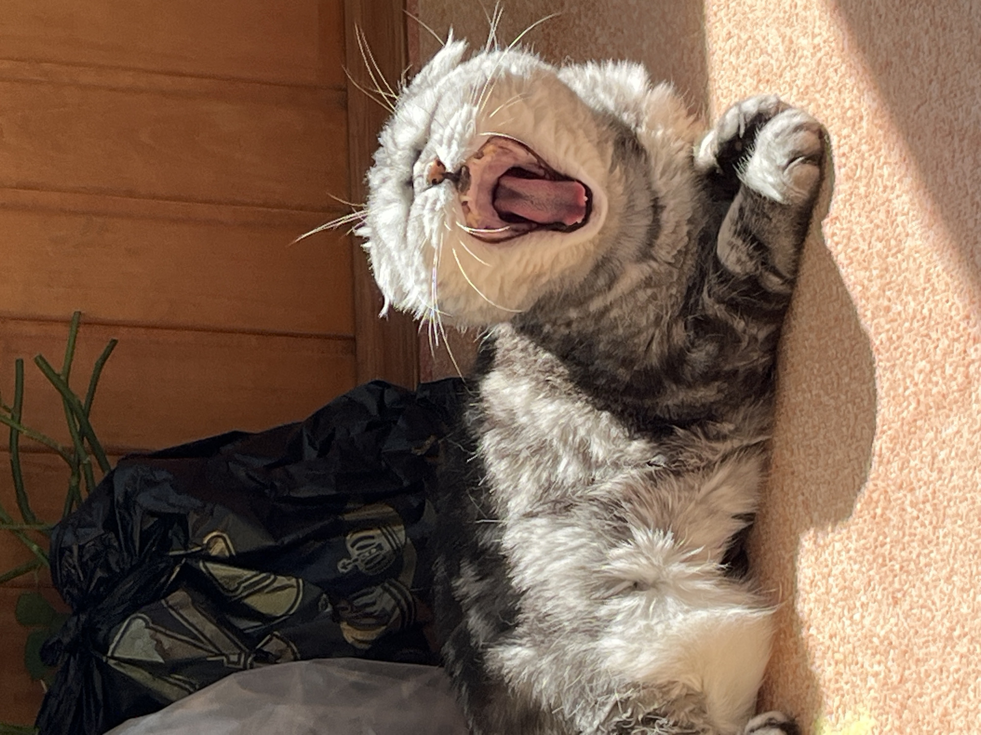 Morning cat activities documented across Chaikovsky household