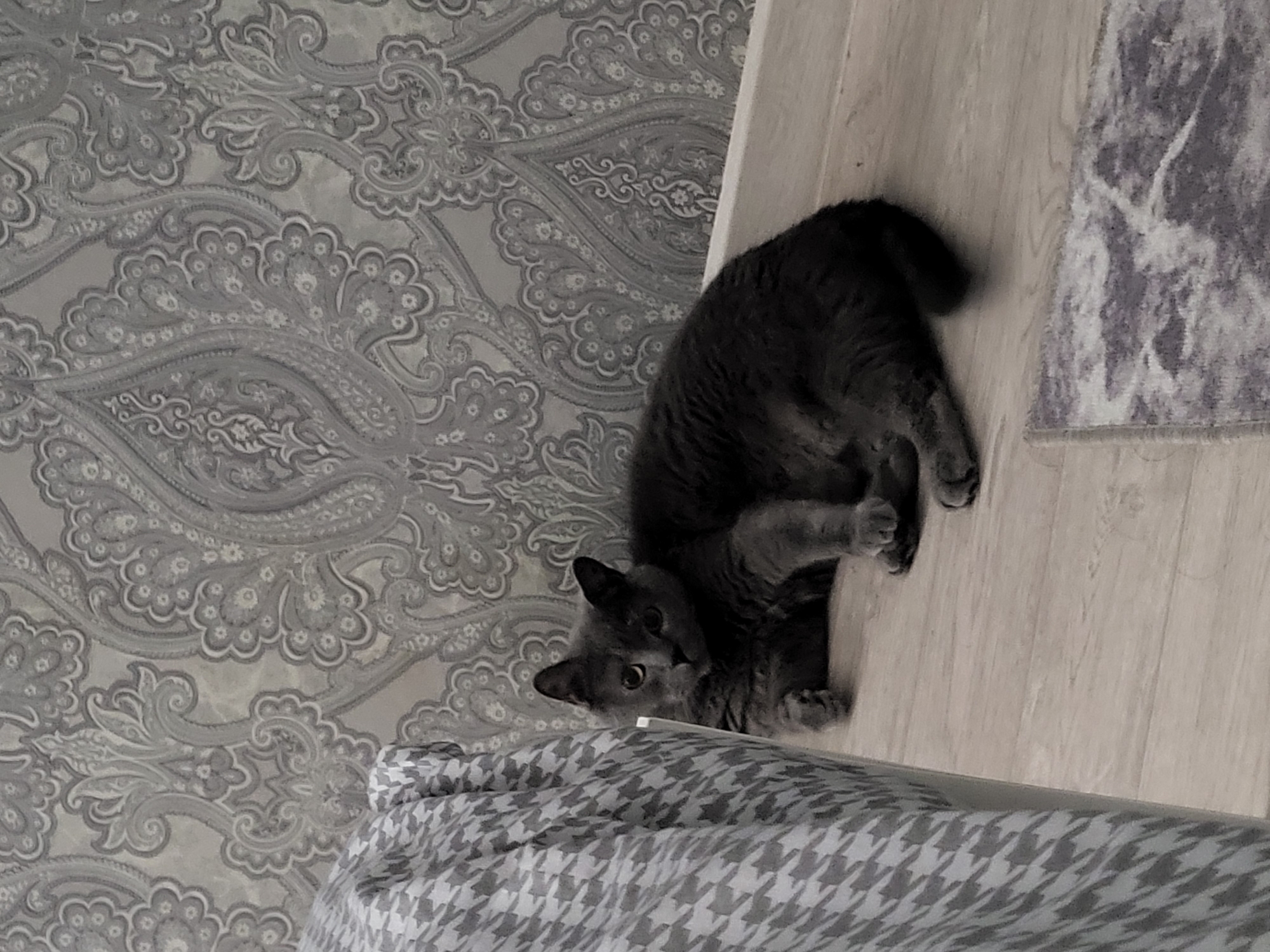 Gray cat relaxing and posing around a patterned home interior