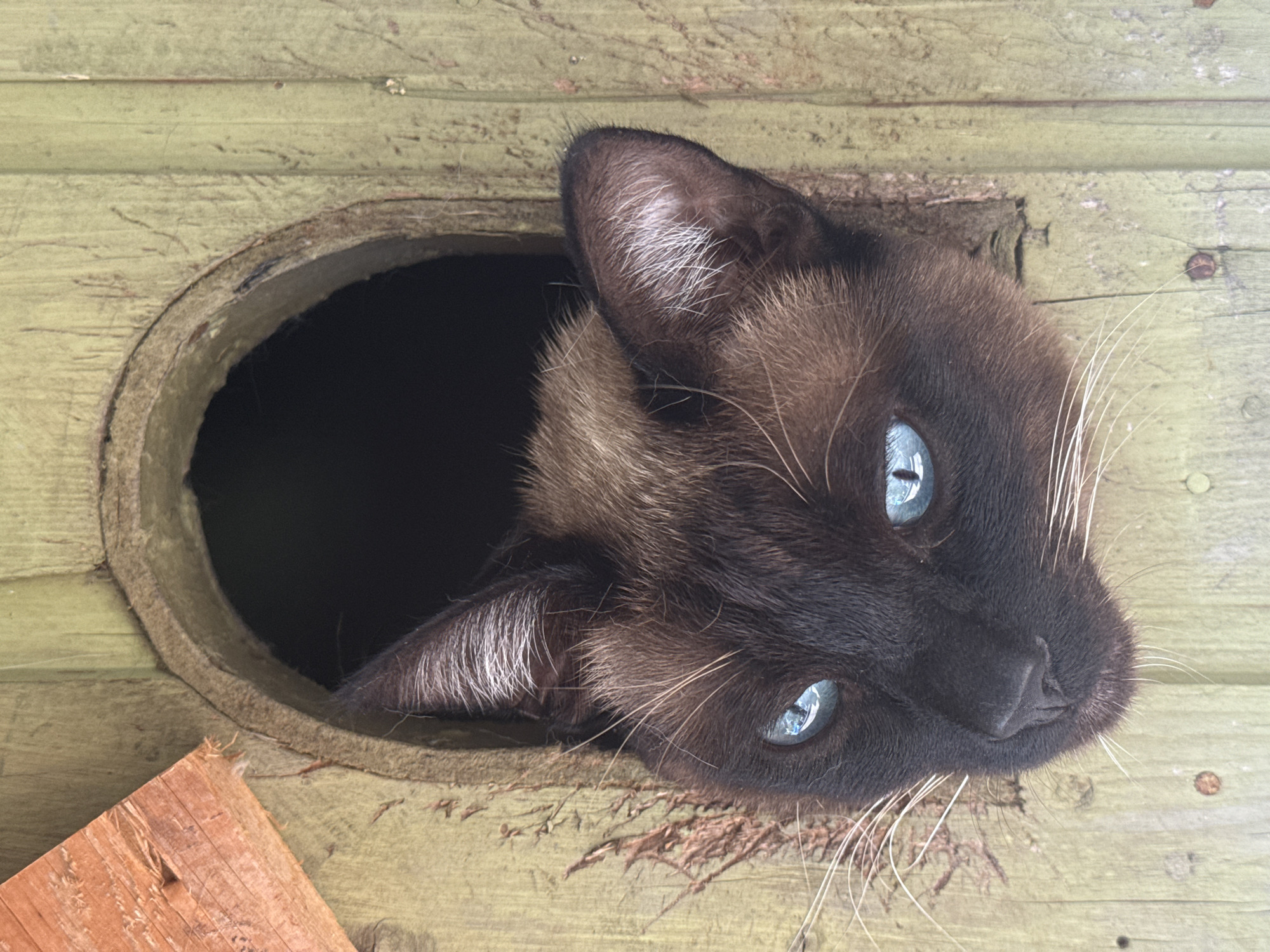 Siamese cat spotted in wooden shelter in Luxembourg