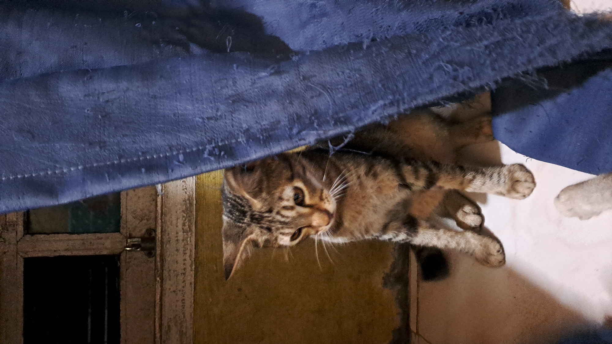 Cats and roses at home in Lhokaweawe