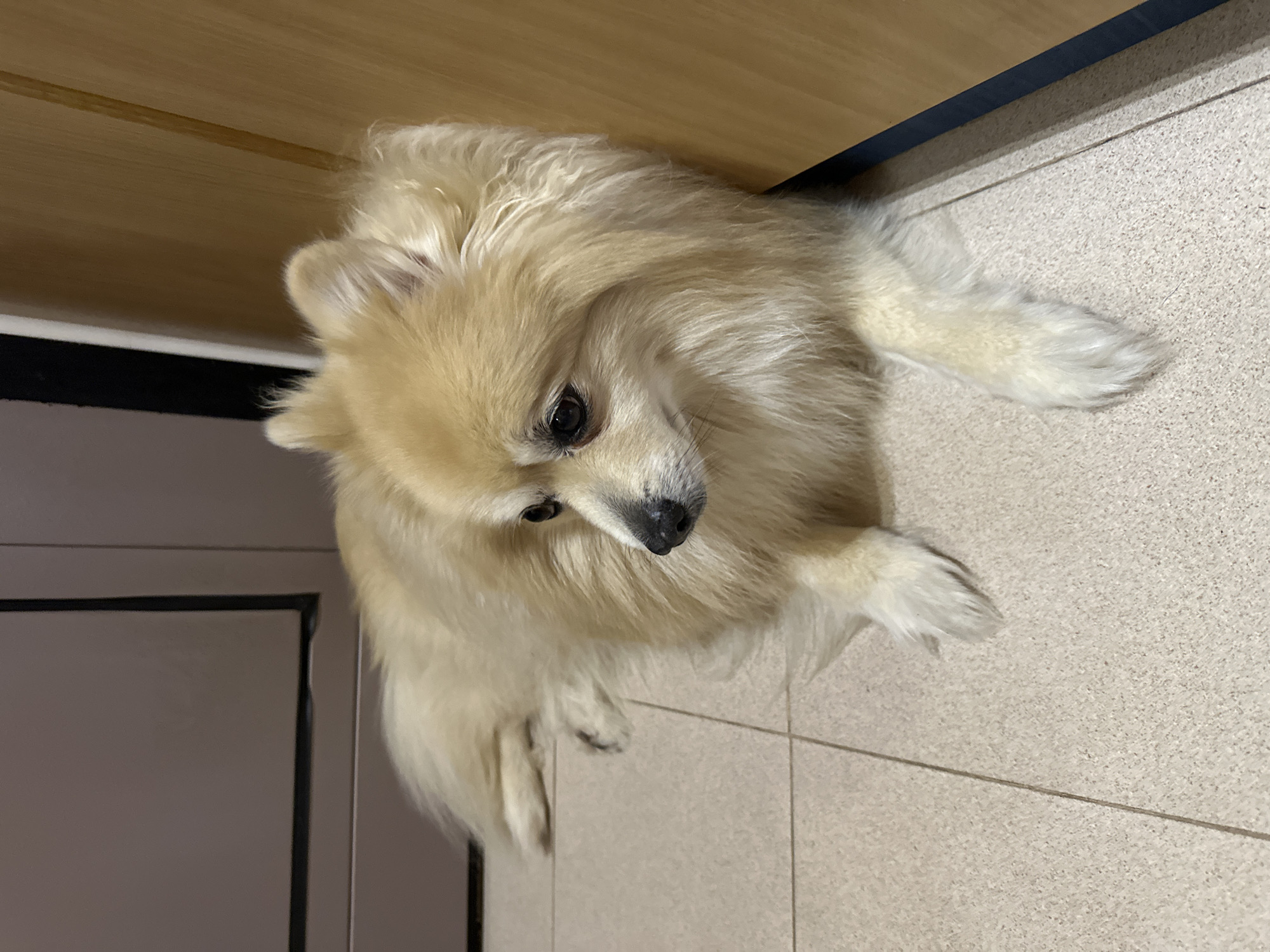 Pomeranian dog documented in home settings across Dimitrovgrad morning
