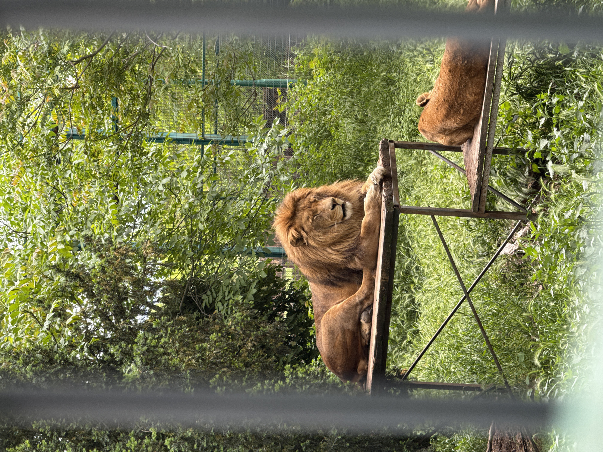 Male lions rest on platform at zoo enclosure