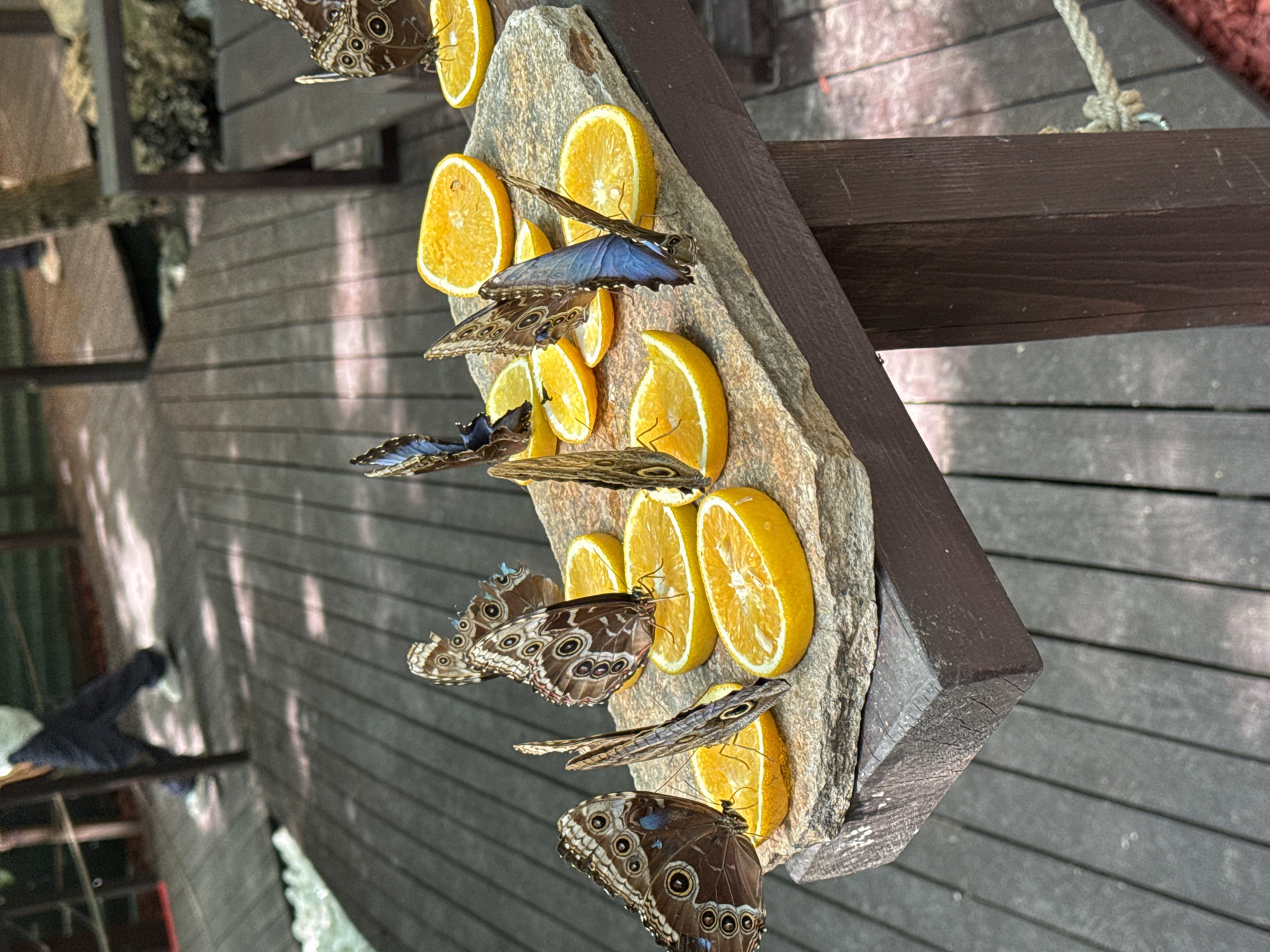Butterfly garden visit in Durlești with feeding stations