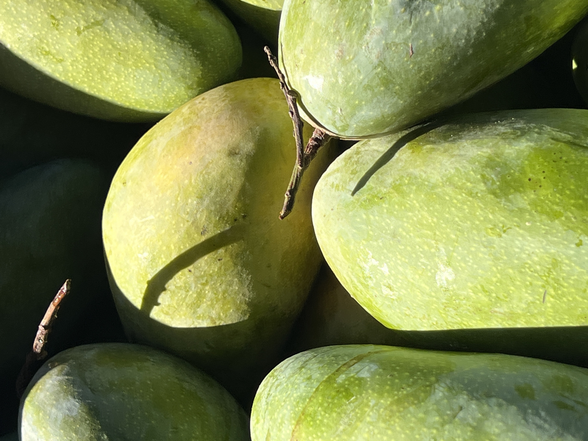 Green mangoes displayed in Nam Nha Trang Ward, Vietnam