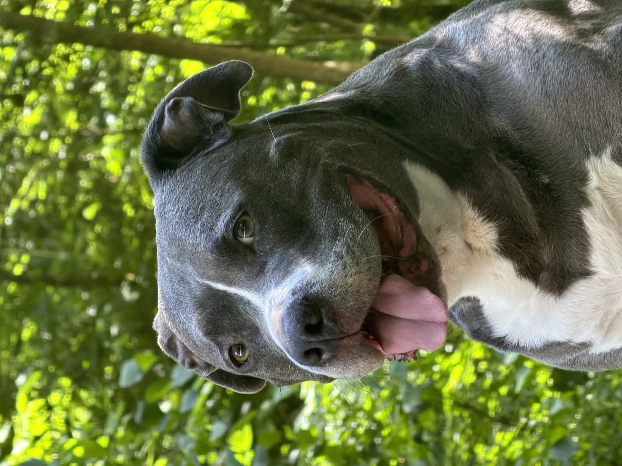 Dog photographed in Luxembourg park setting