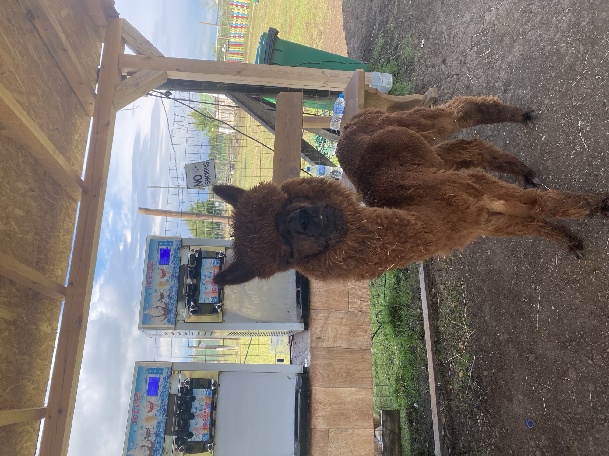 Alpaca hangs out next to ice cream machines in rural Bulgaria