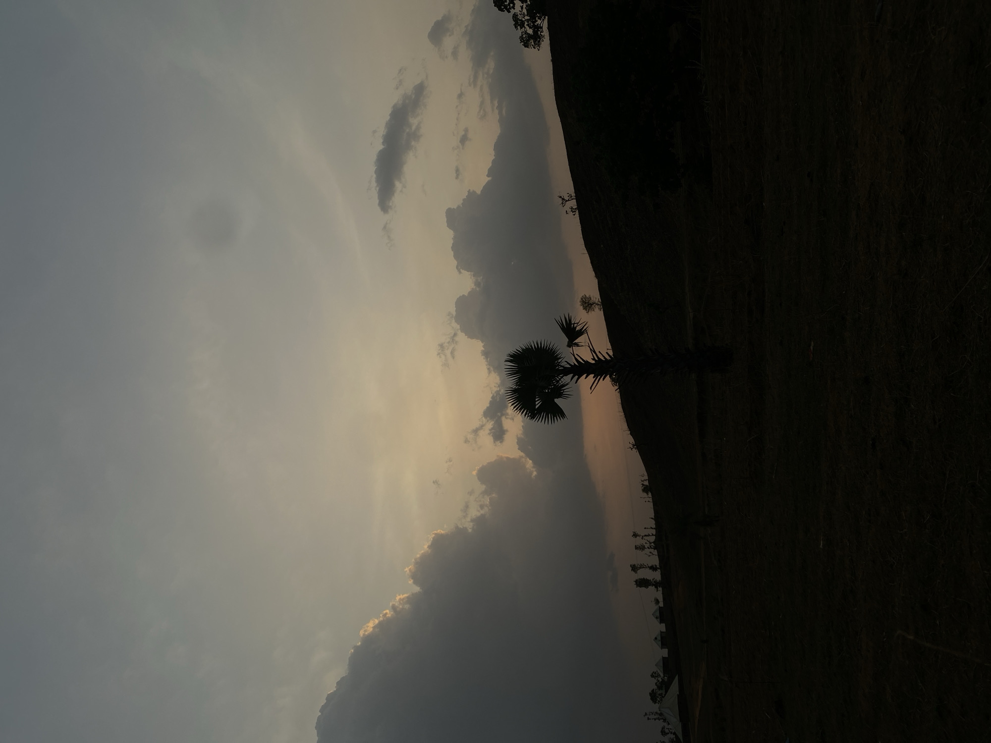 Evening landscape with palm tree observed near Maigizo, Nigeria
