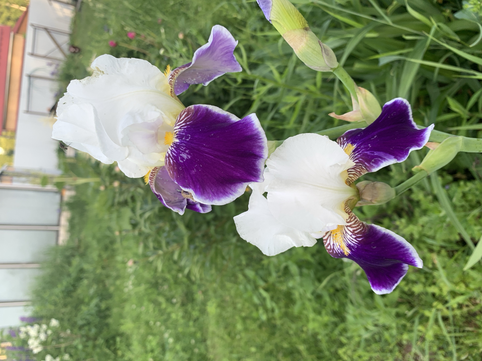 Garden flowers documented in rural Russia during summer bloom