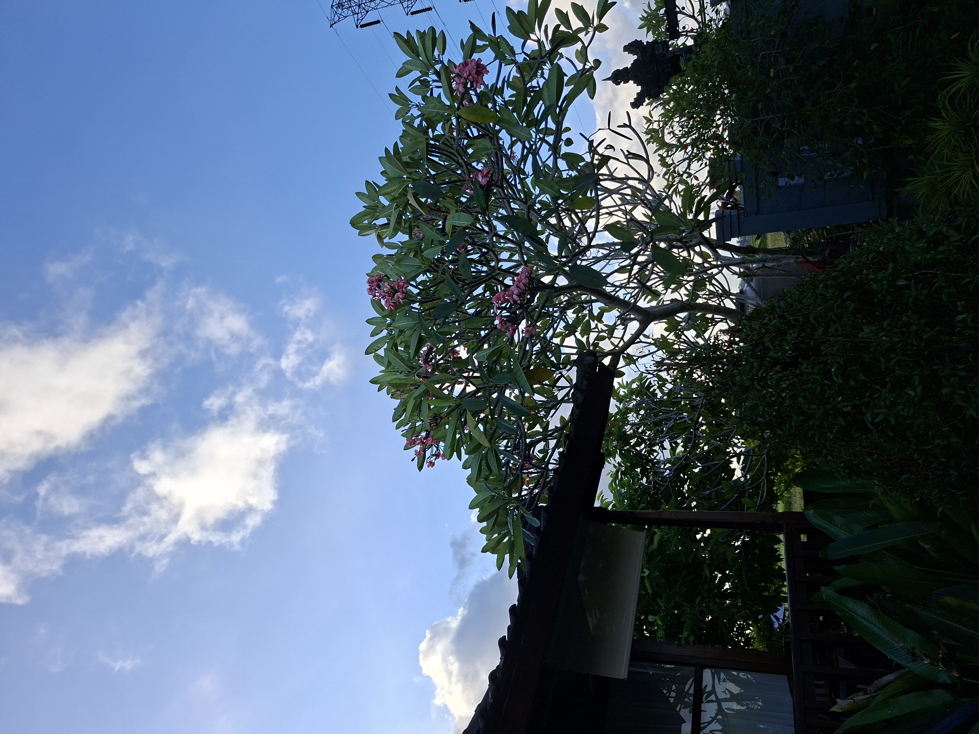 Morning scenes captured across Ubud District, Indonesia