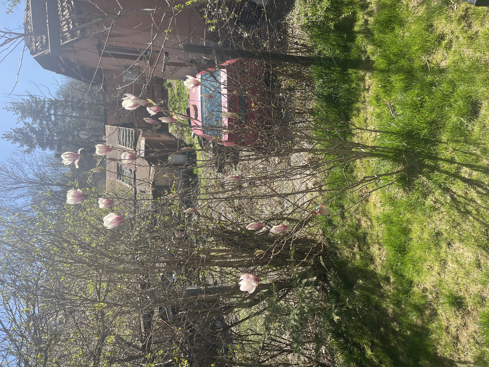 Spring afternoon moments captured across Sofia neighborhoods