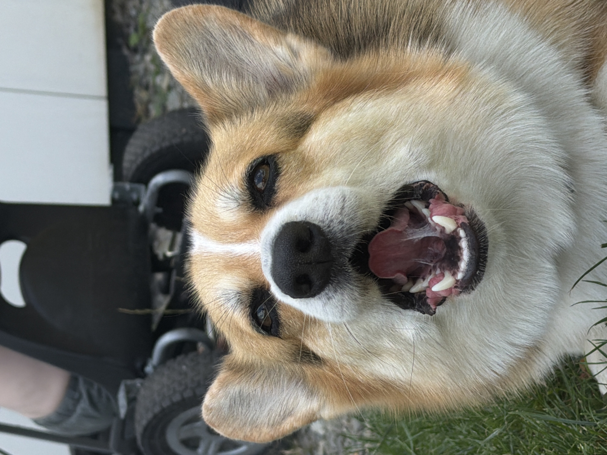 Corgi plays in the yard while planes drift overhead on a summer afternoon