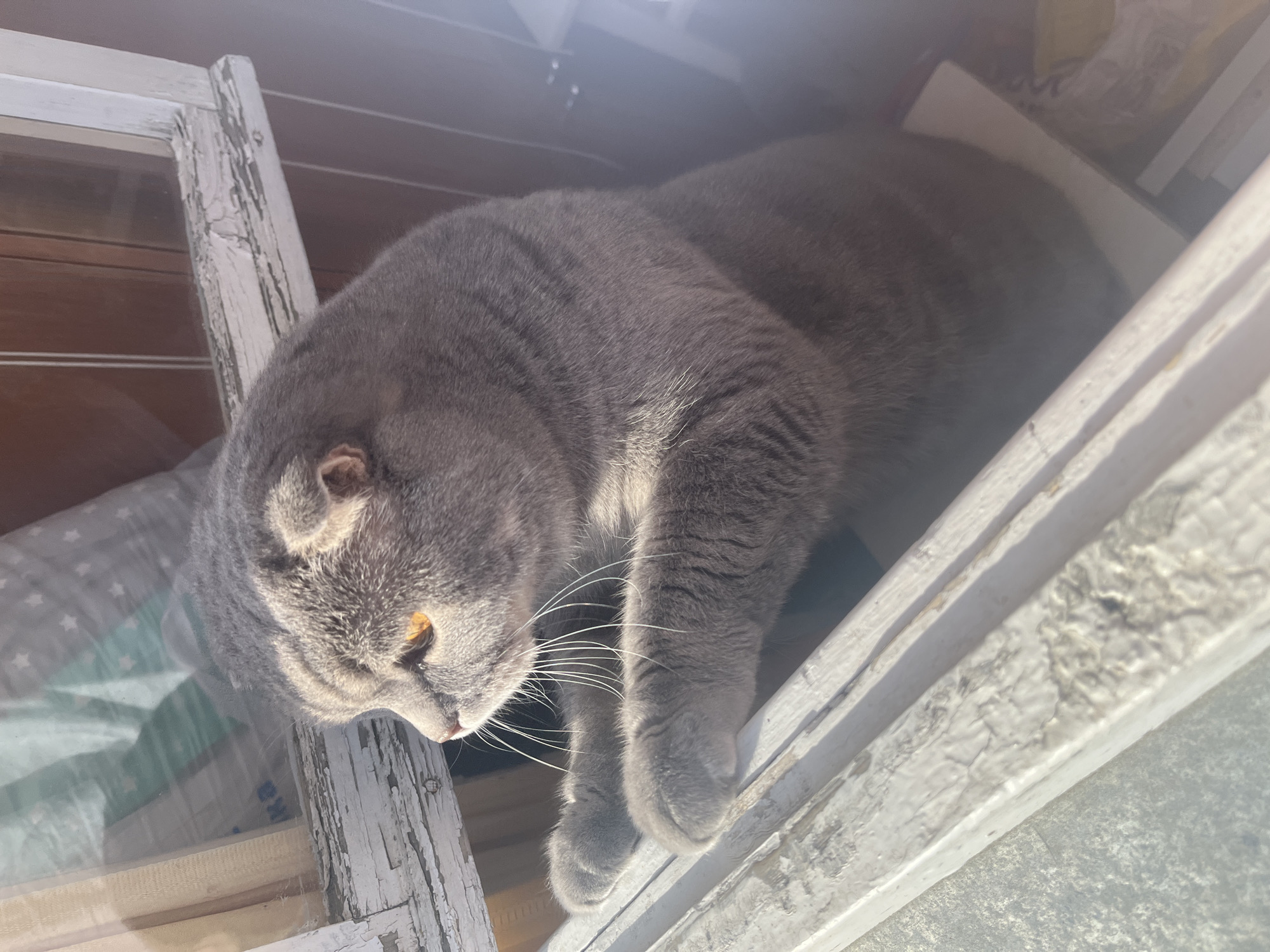 Woman and Scottish Fold cat share quiet window moment