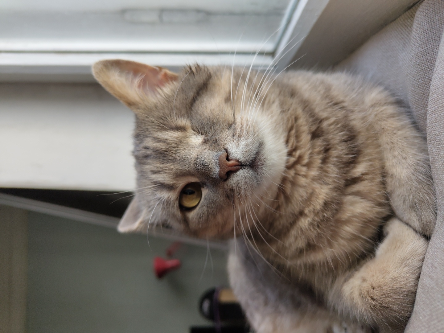 Tabby cat's morning rest session across multiple cozy spots