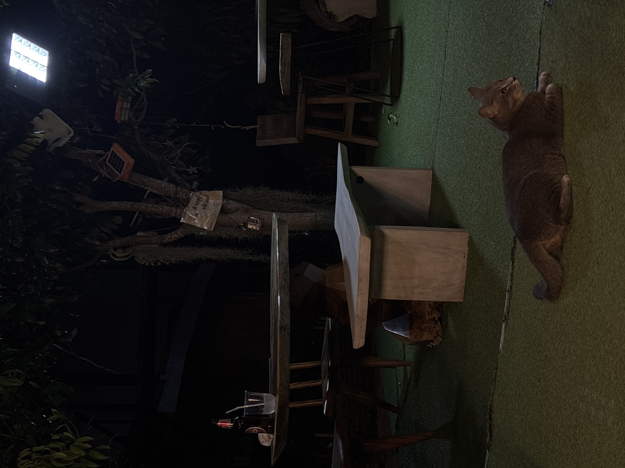 Gray cat spotted on wooden furniture in Thailand