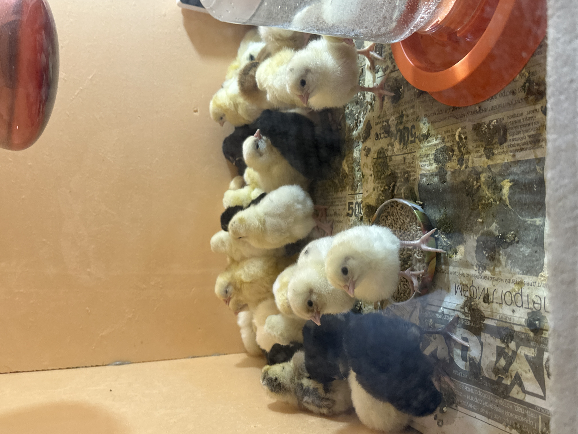 Young chicks huddle together in brooder in Krasnoyarsk