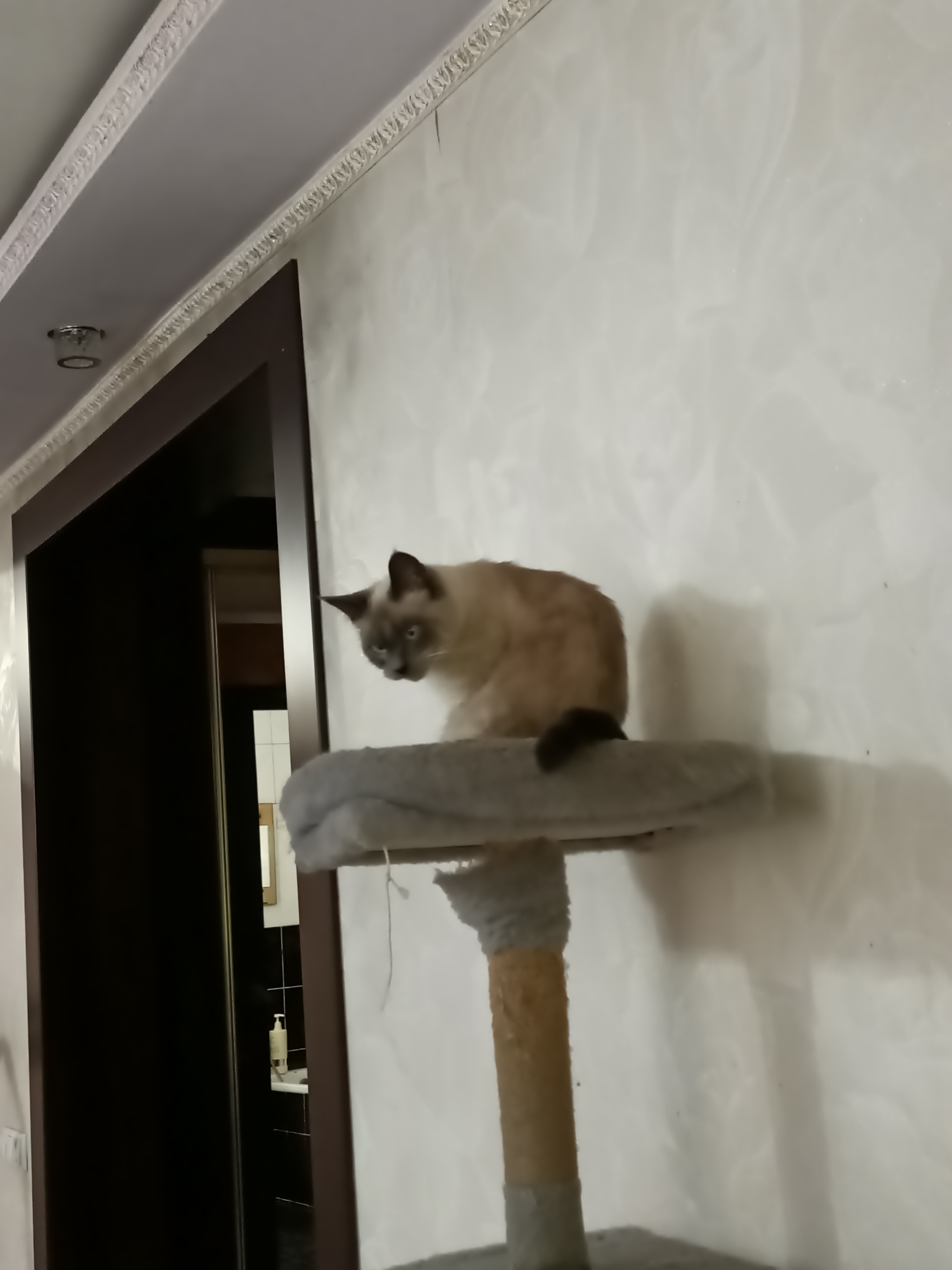 Quiet morning moments with cats and nature in Almaty