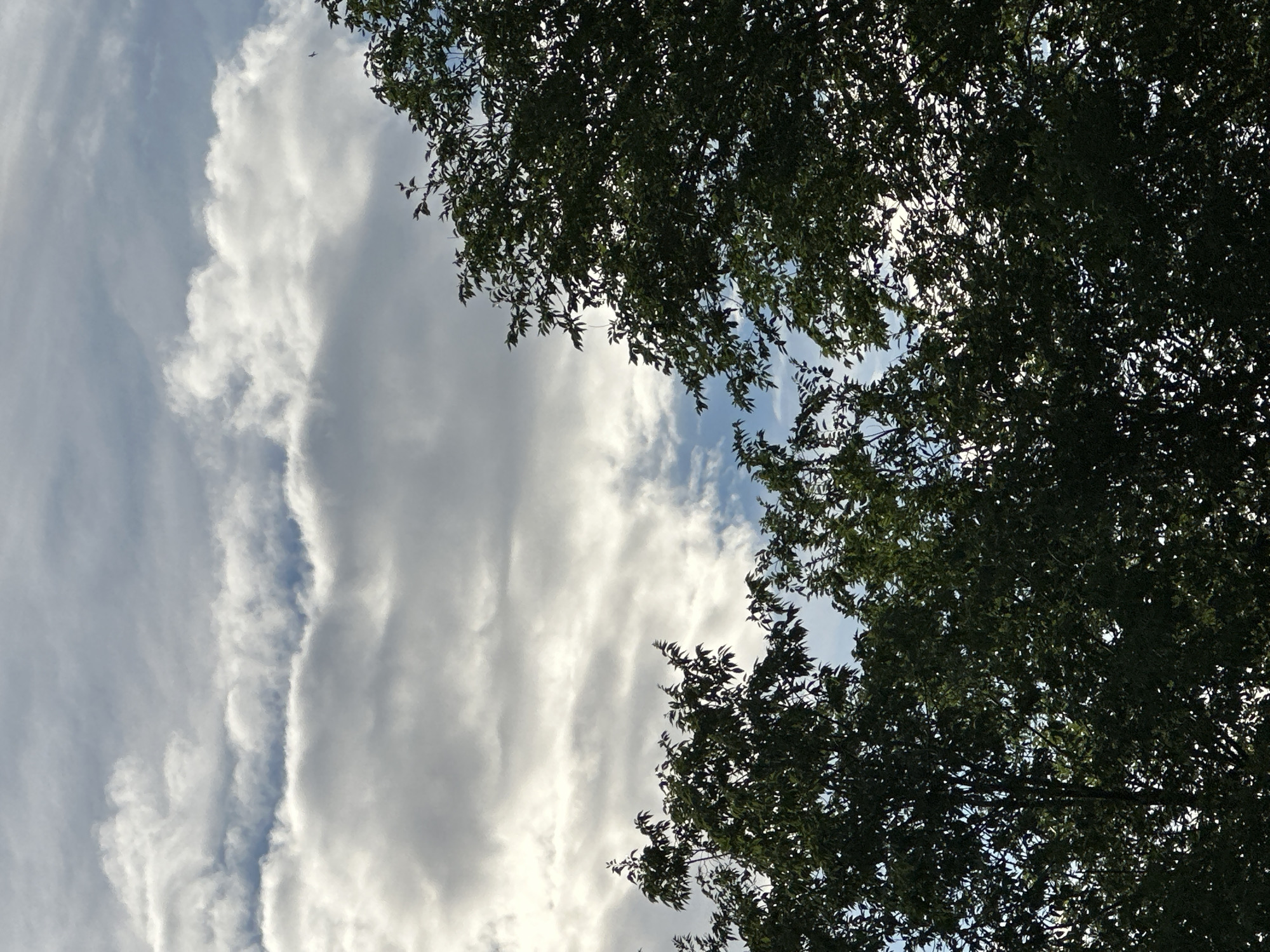 Afternoon sky-gazing, close-up nature details, and casual social check-ins