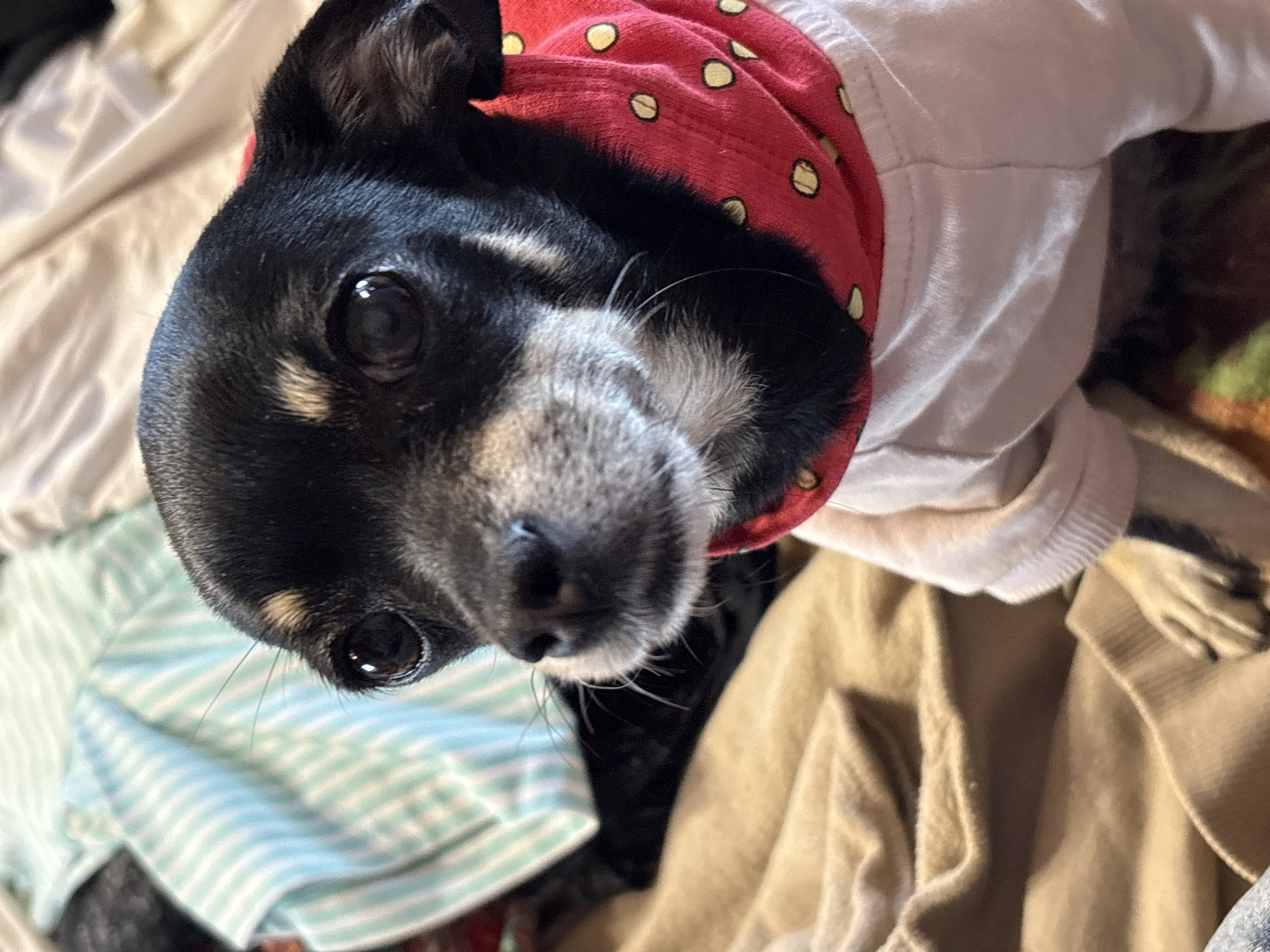 Chihuahua, cats, and rainy Pushkino streets on a June afternoon
