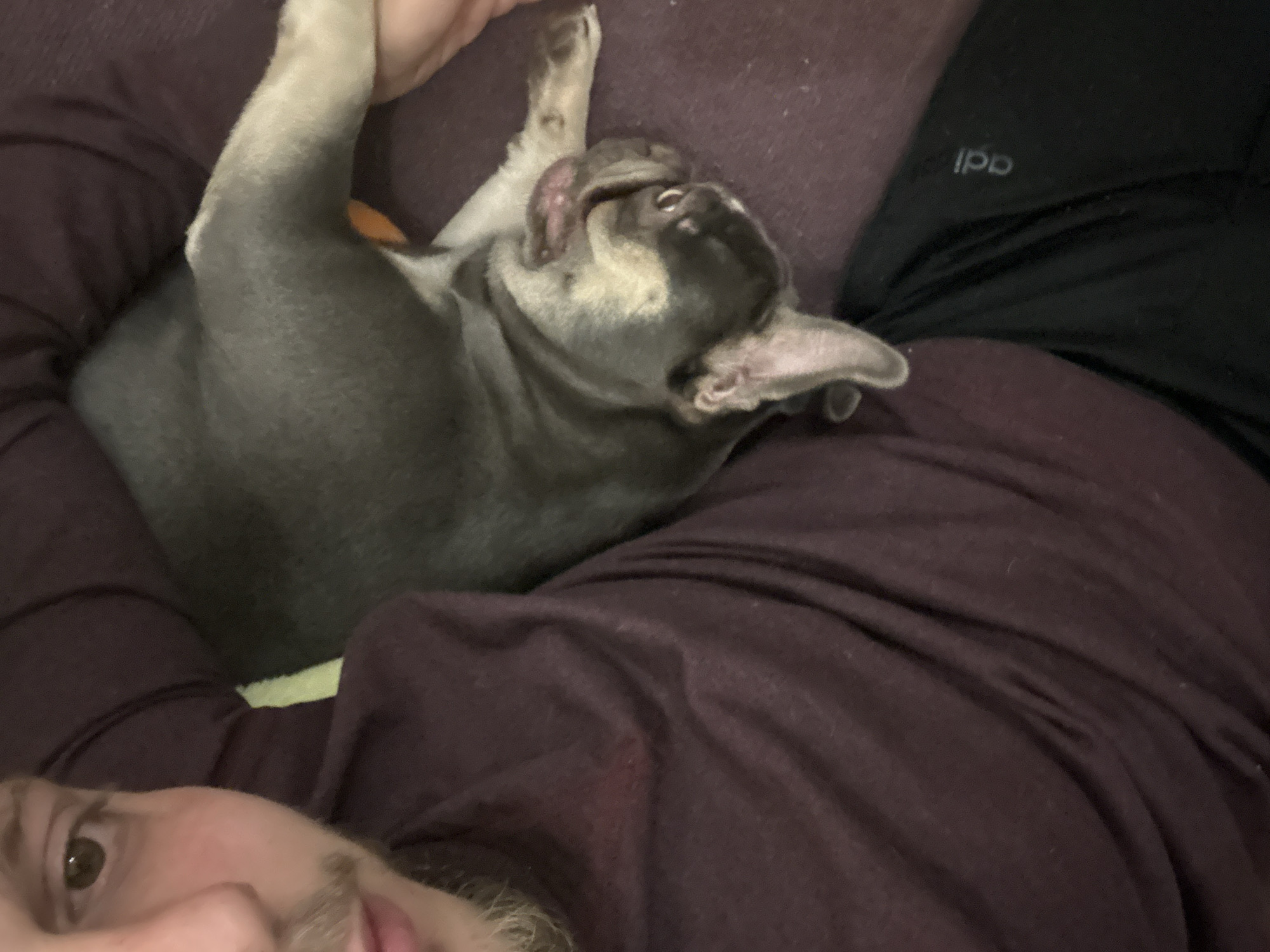 French bulldog enjoys playful indoor moments with owner