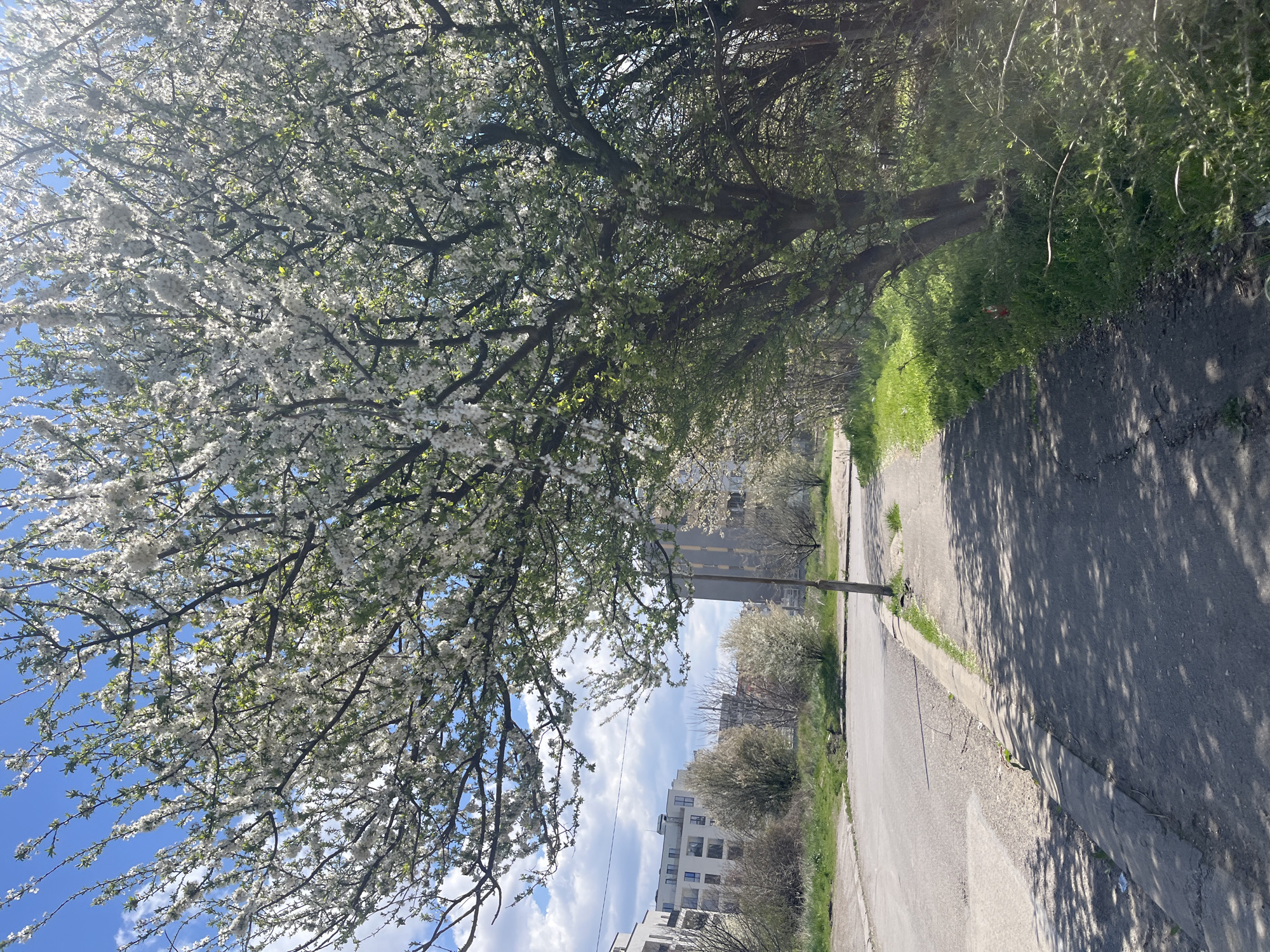 Spring trees photographed in Sofia park during morning hours