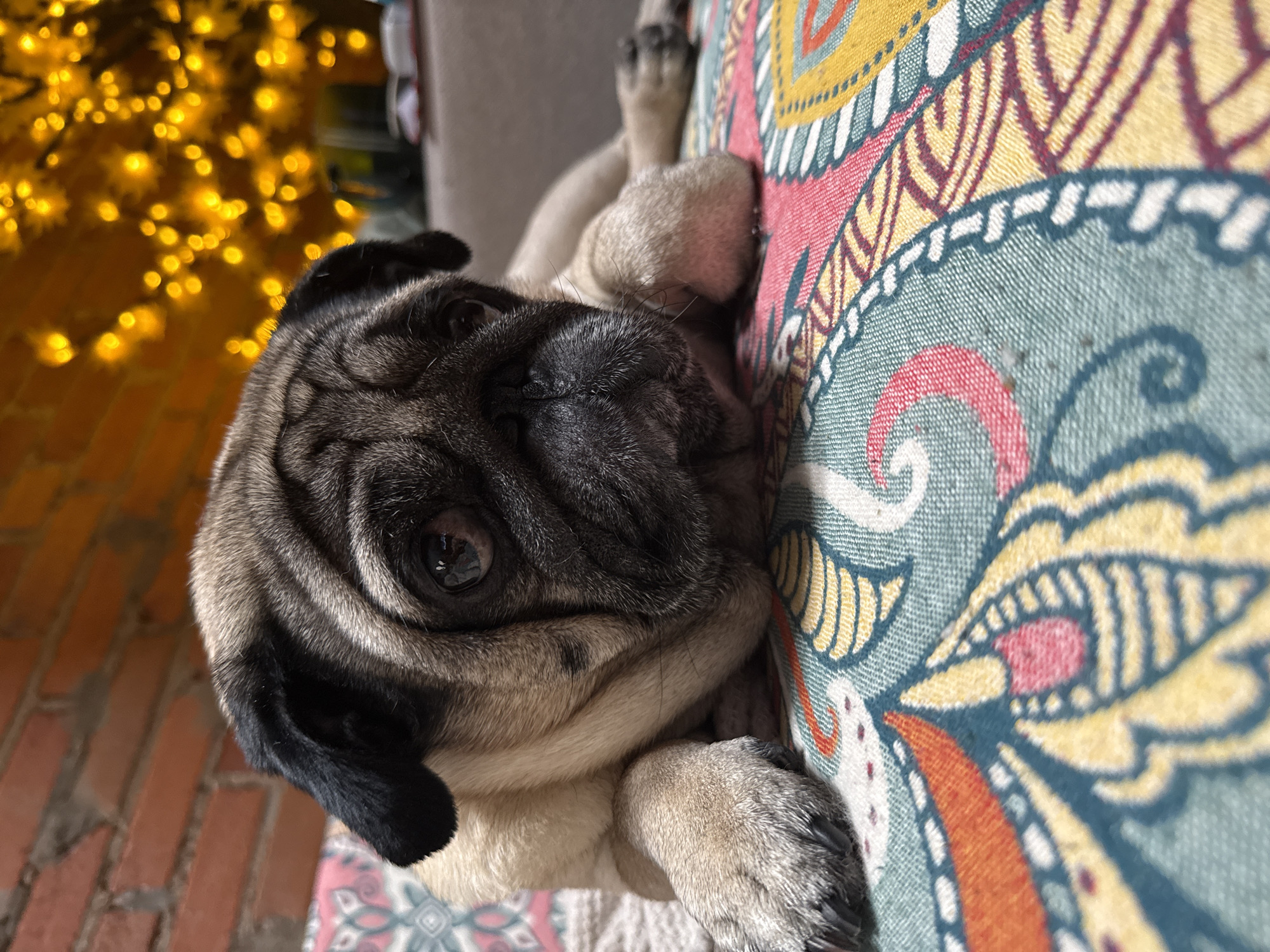 Pug chilling on a patterned surface, golden lights behind