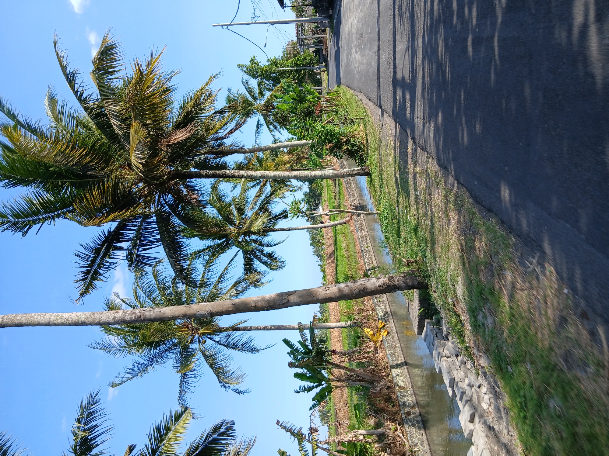 Rice paddies and rural roads on a clear morning in Mengwi
