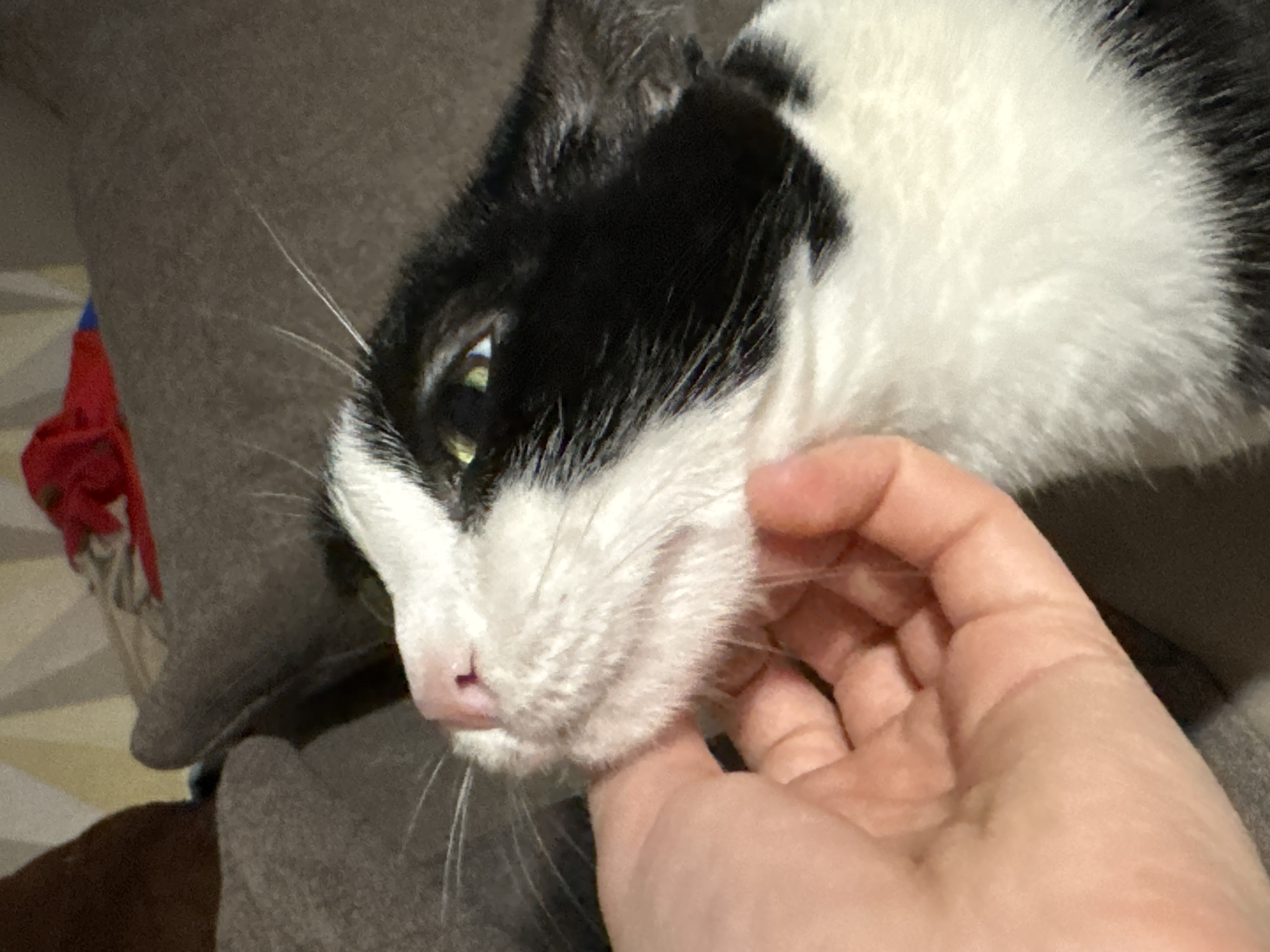 Tuxedo cat receives affection indoors in Chaikovsky, Russia