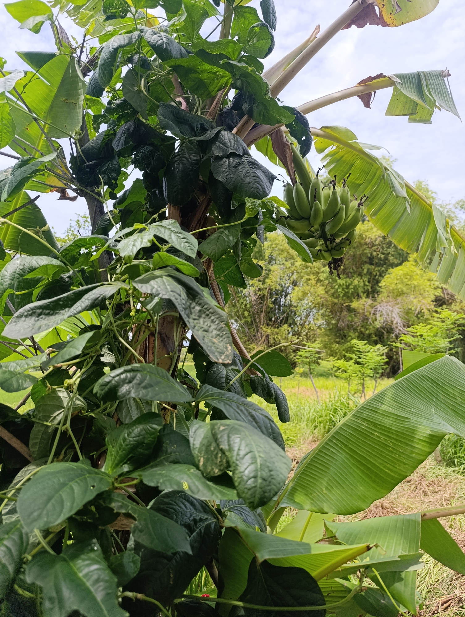 Morning agricultural life documented in Zamboanguita, Philippines