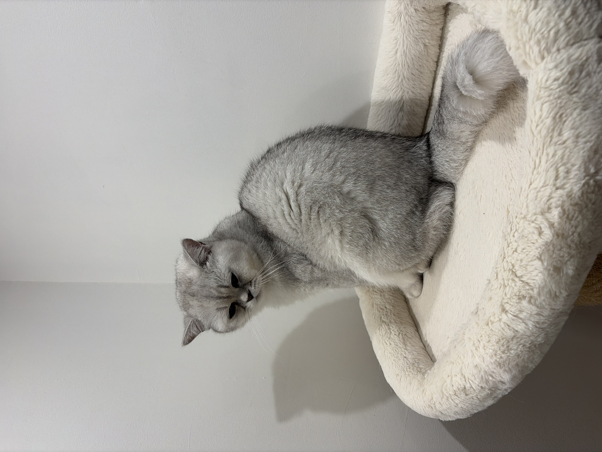 Cats Rest on Indoor Cat Tree in Burgas