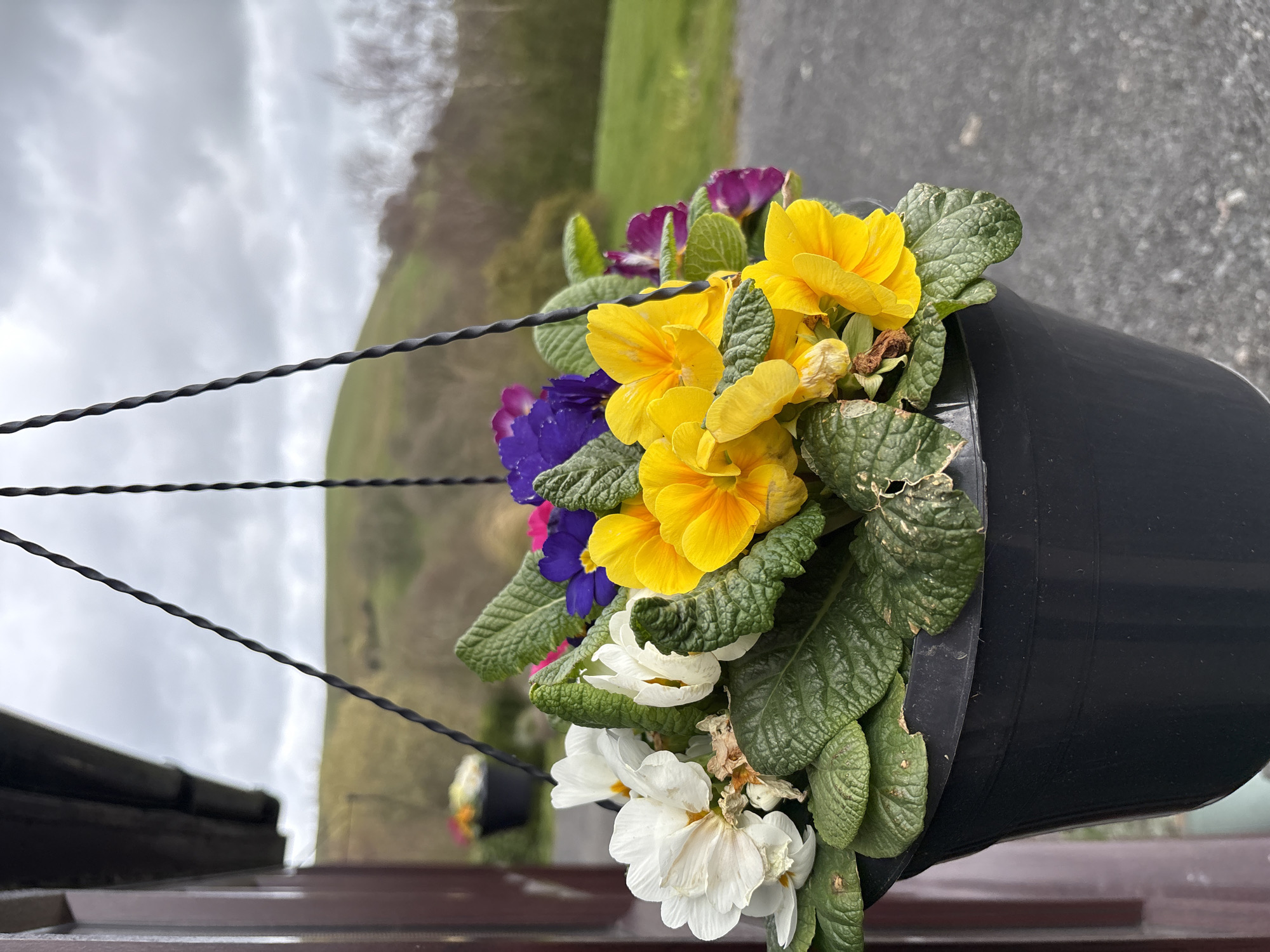 Spring garden scenes documented in Wentnor village