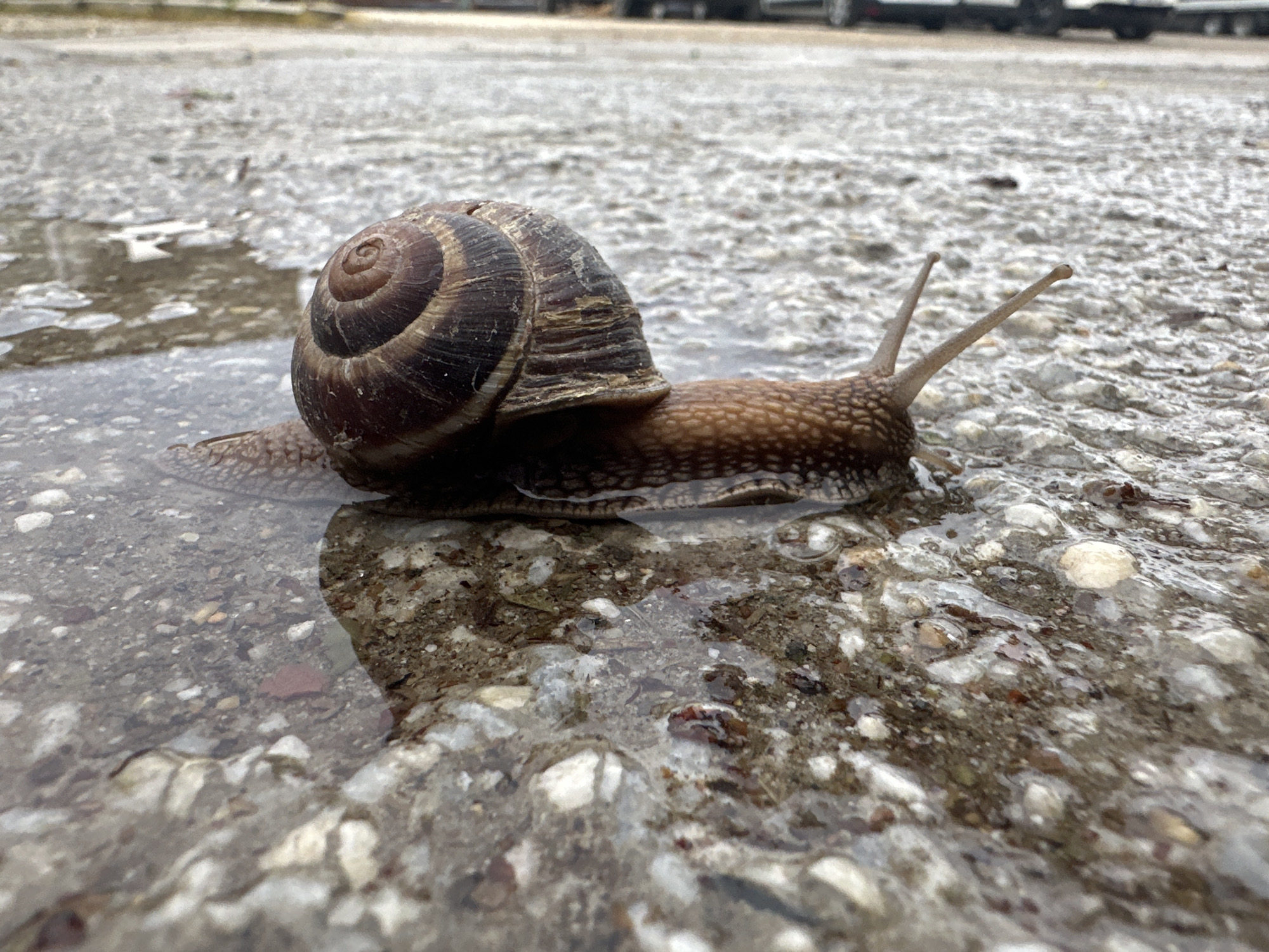 Snail spotted in street puddle in Plovdiv, Bulgaria