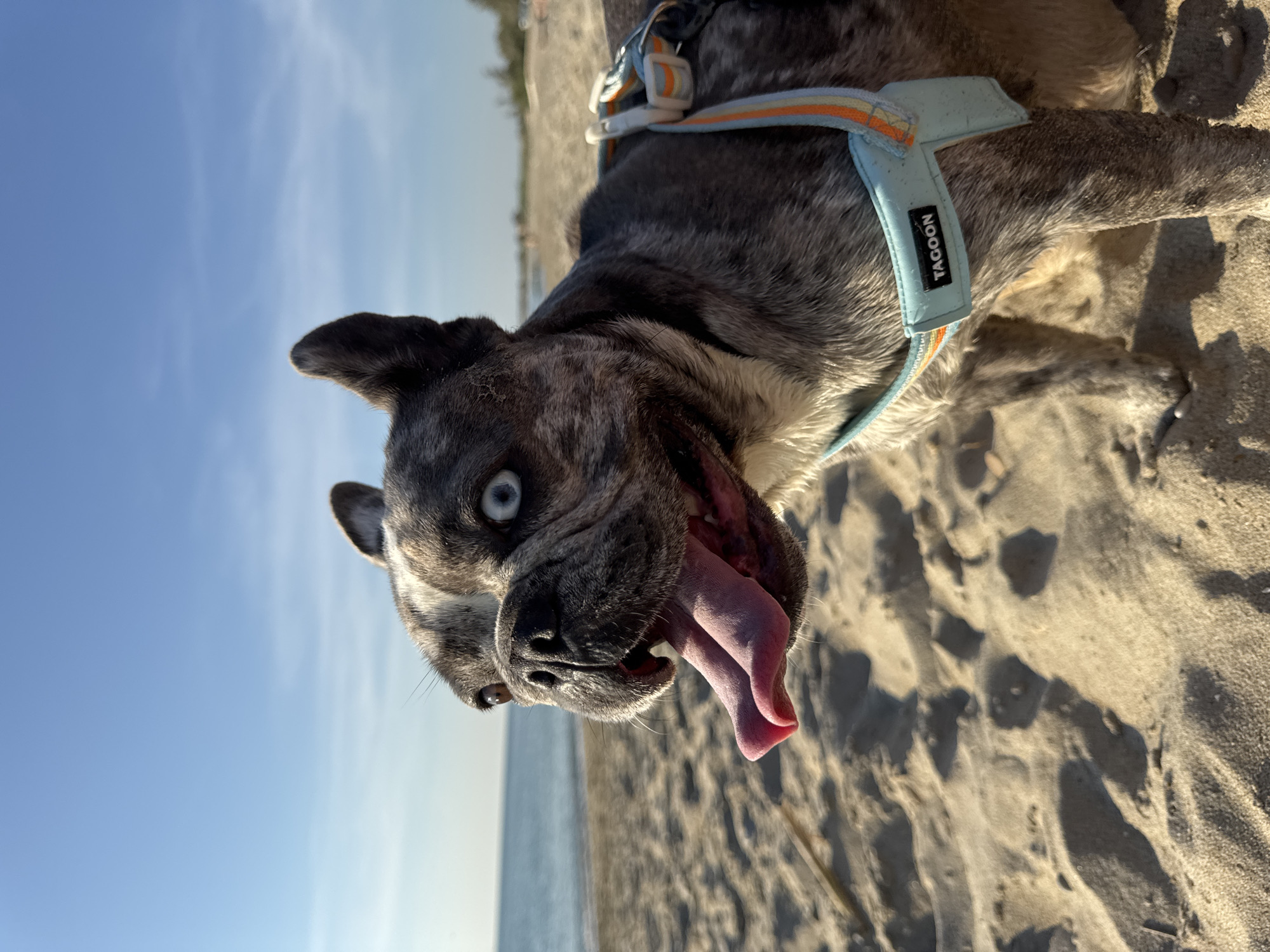 French Bulldogs hit the beach in San Benedetto del Tronto