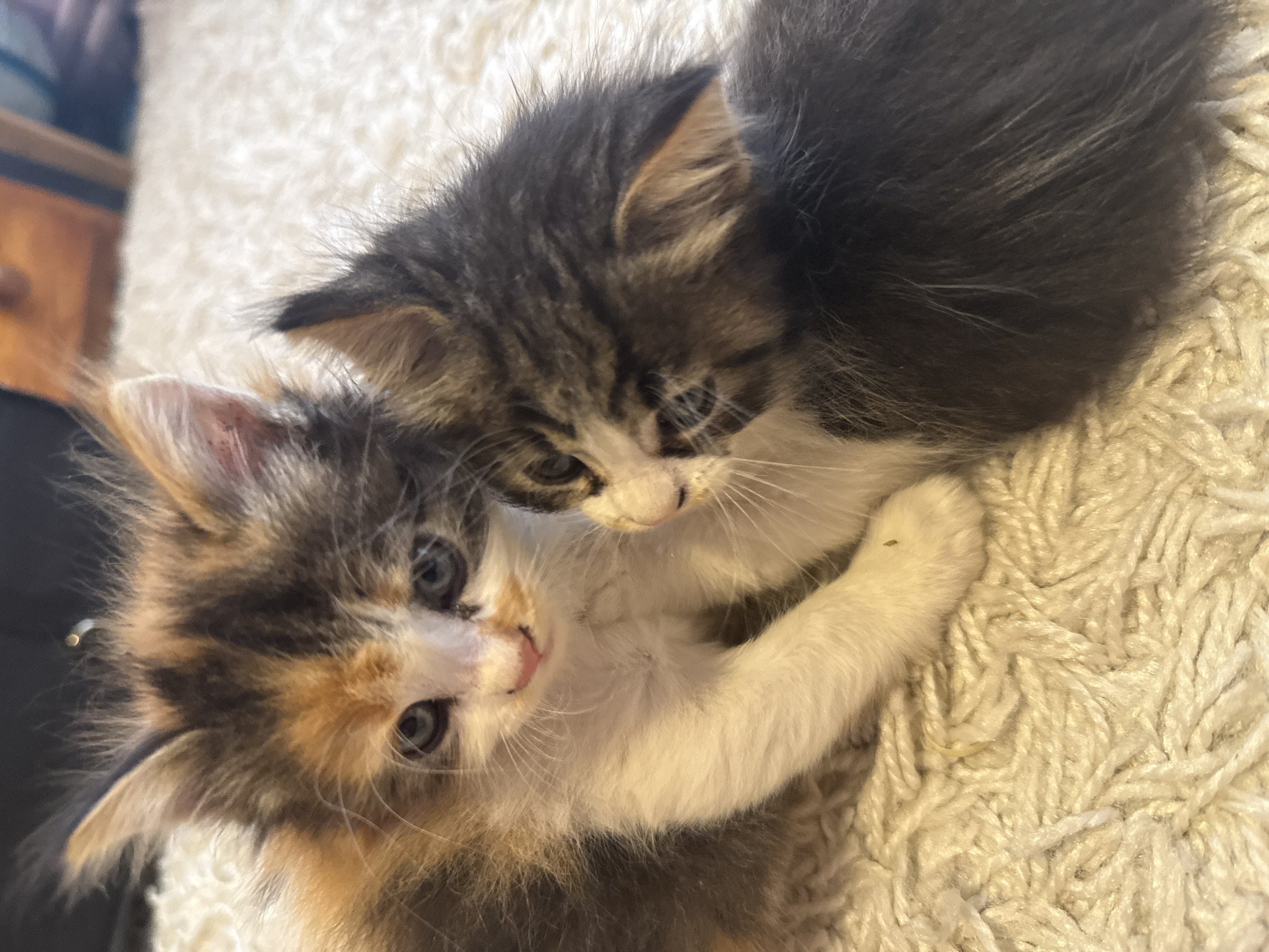 Morning domestic life with kittens documented in Busmantsi, Bulgaria