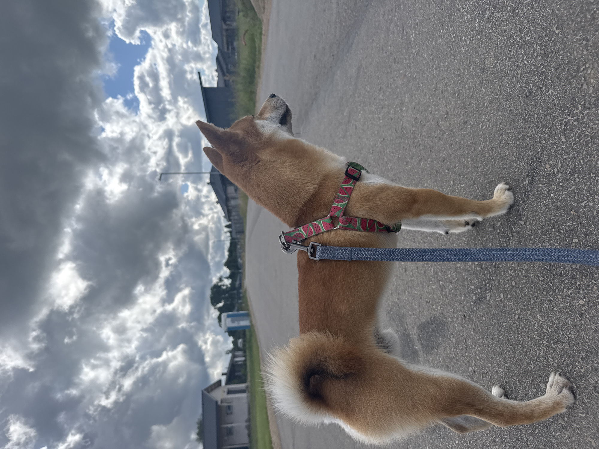 Quiet Carnikava morning: Shiba Inu, Jeep, and stormy skies